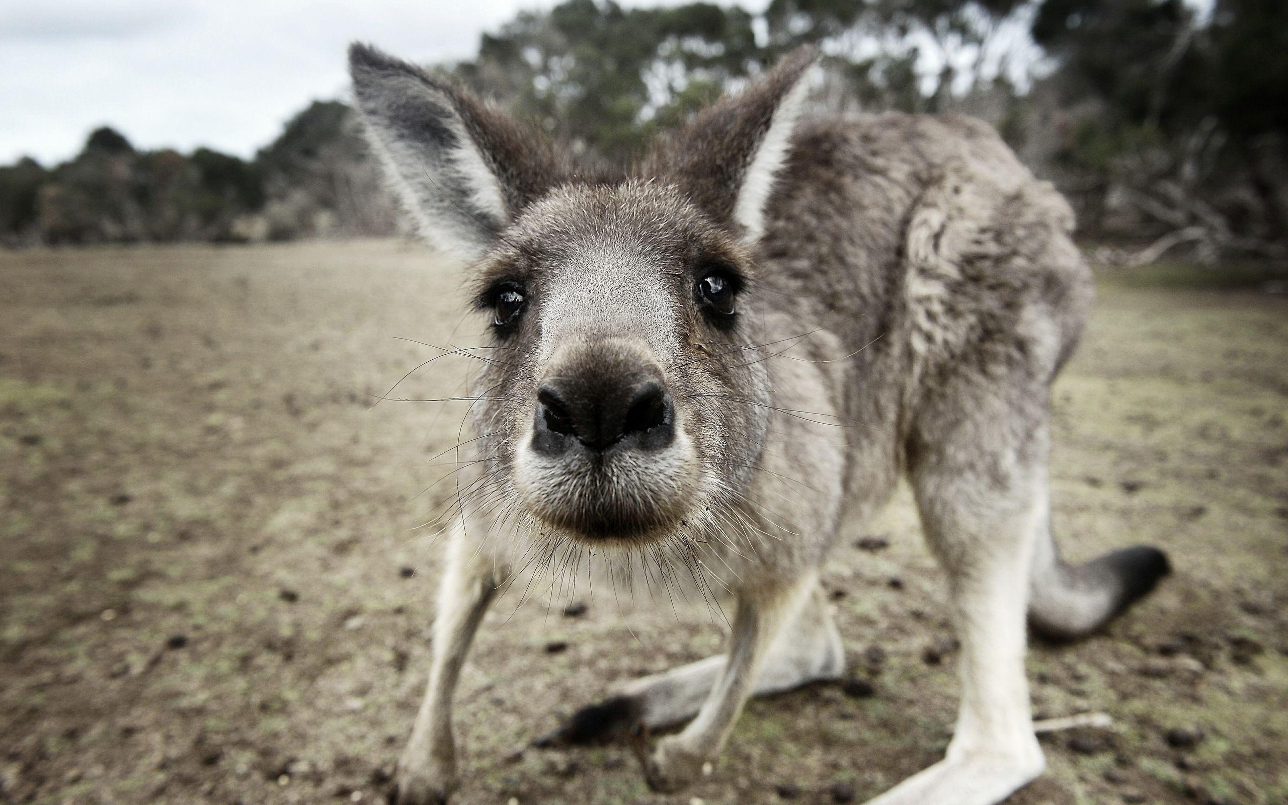 Kangaroo HD Wallpaper