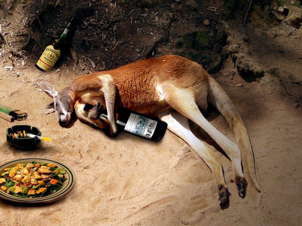 kangaroo jack wallpapers