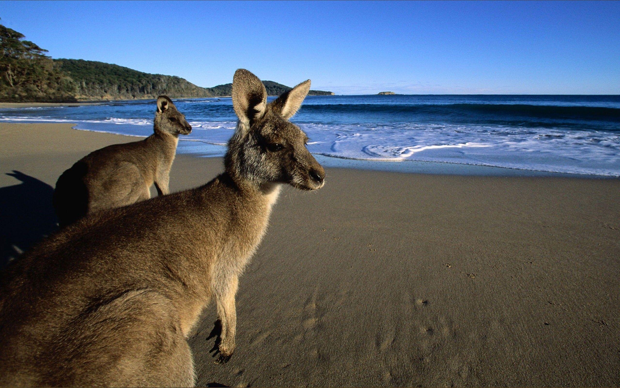 kangaroo HD Photo. Desktop Background Wallpaper Image Download