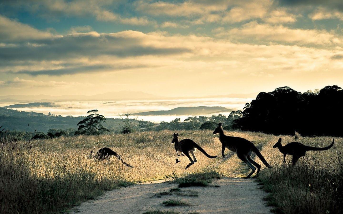 Kangaroo Wallpaper Apps on Google Play