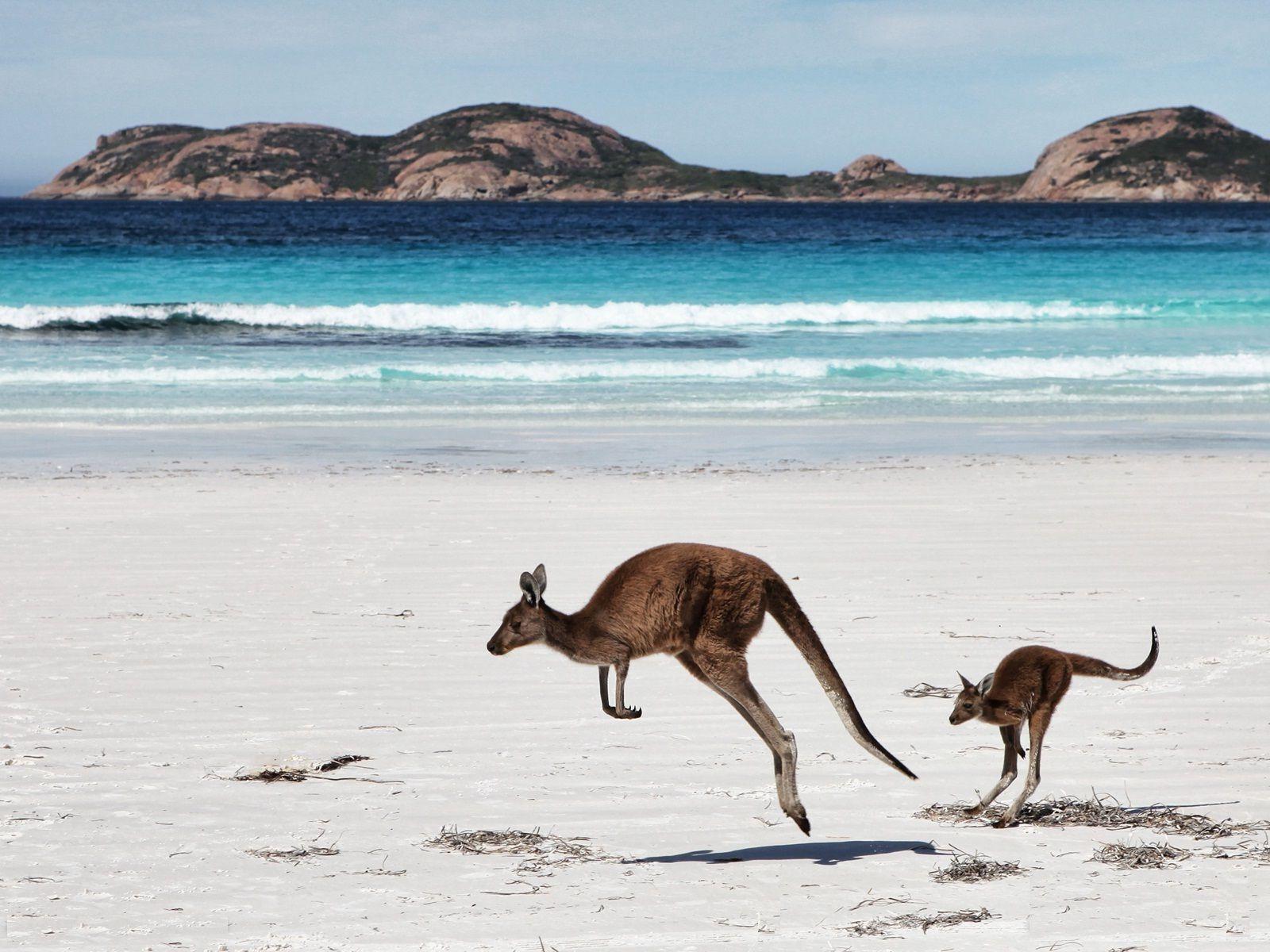 Kangaroos Wallpapers - Wallpaper Cave