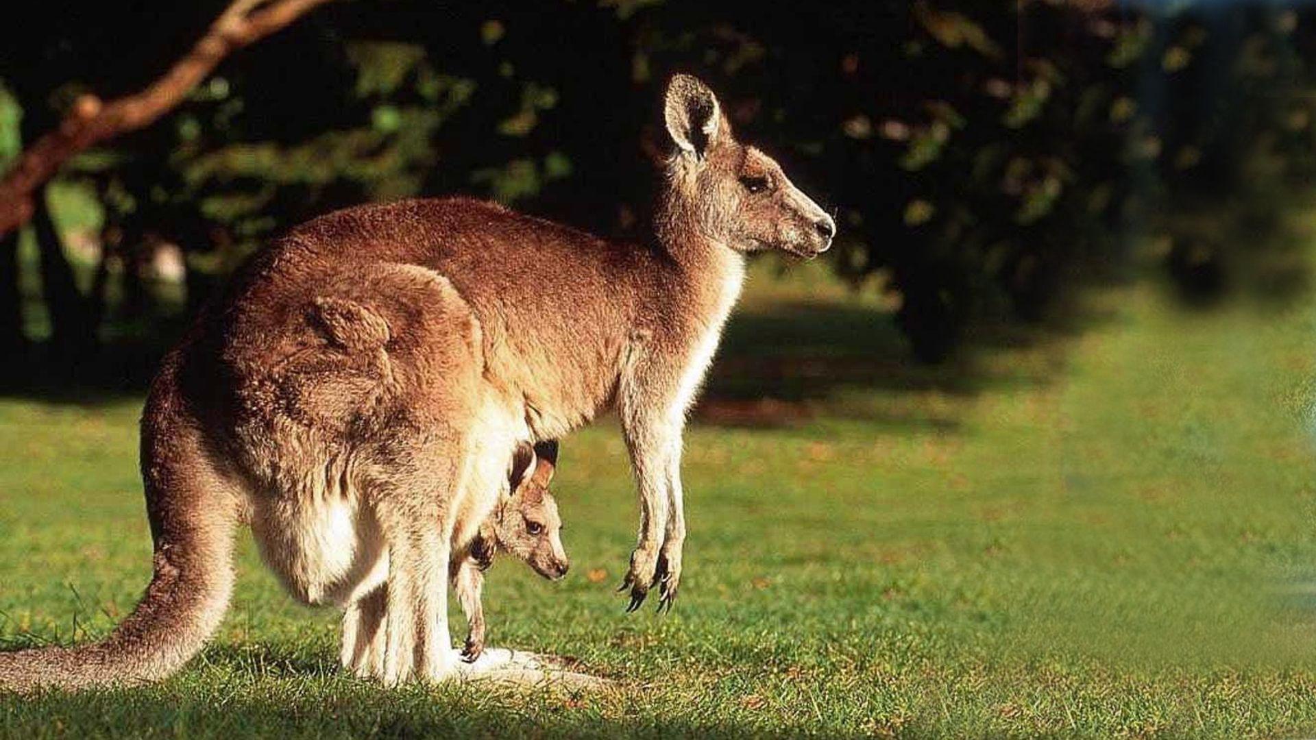 Cute Kangaroos