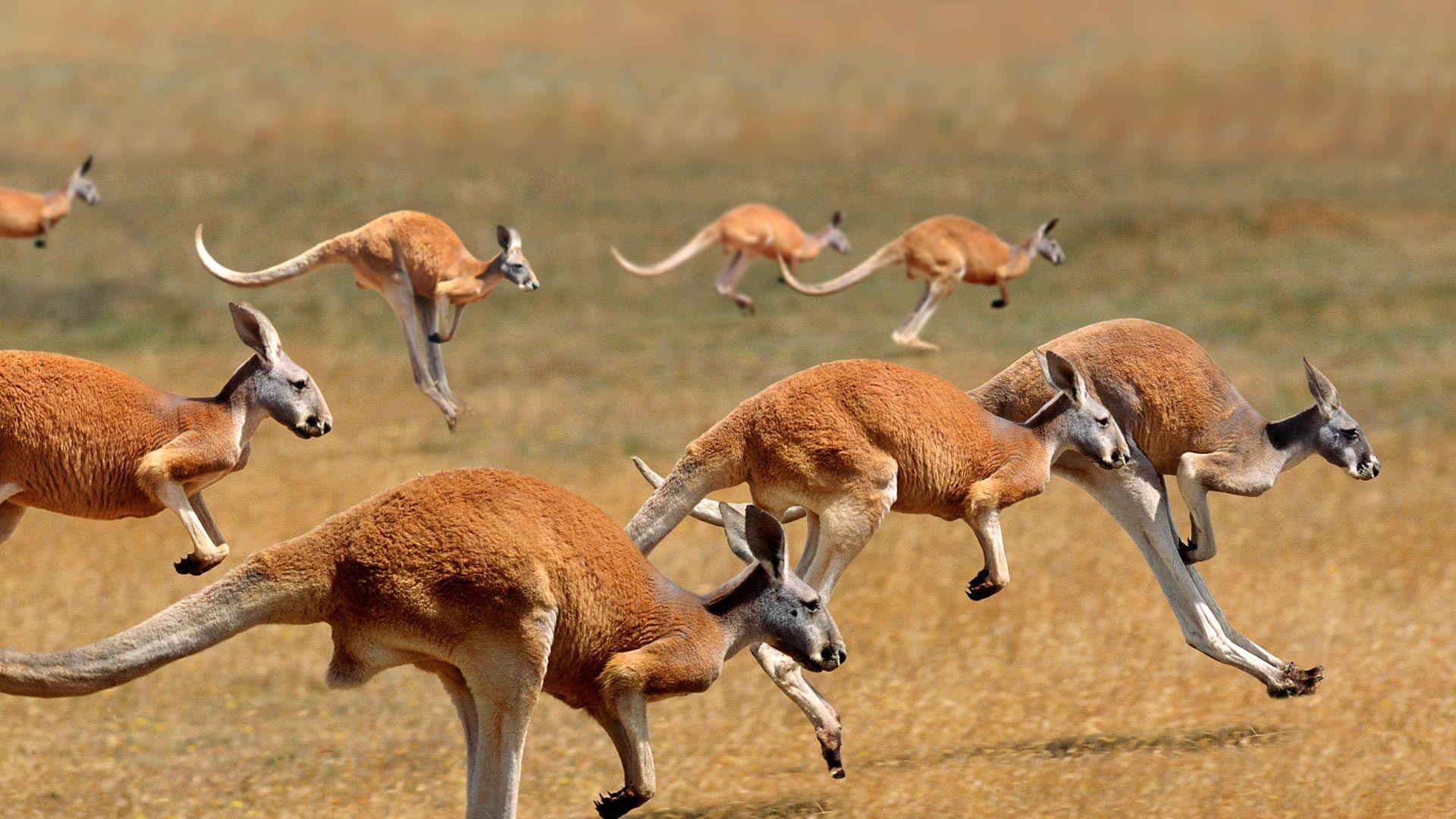 Australian Kangaroo HD Wallpaper
