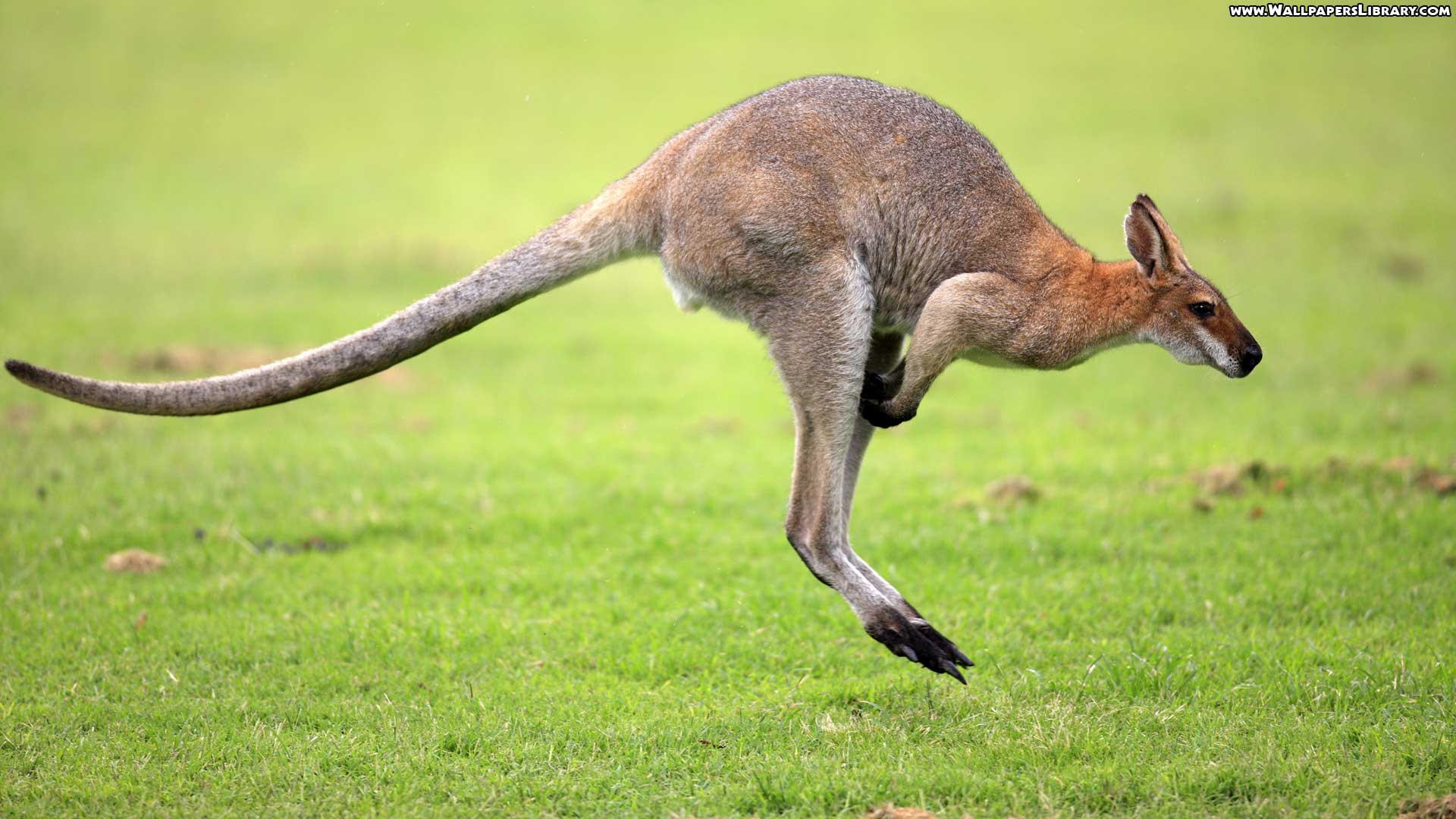 High Definition Kangaroo Wallpaper. Zvířata. Animals