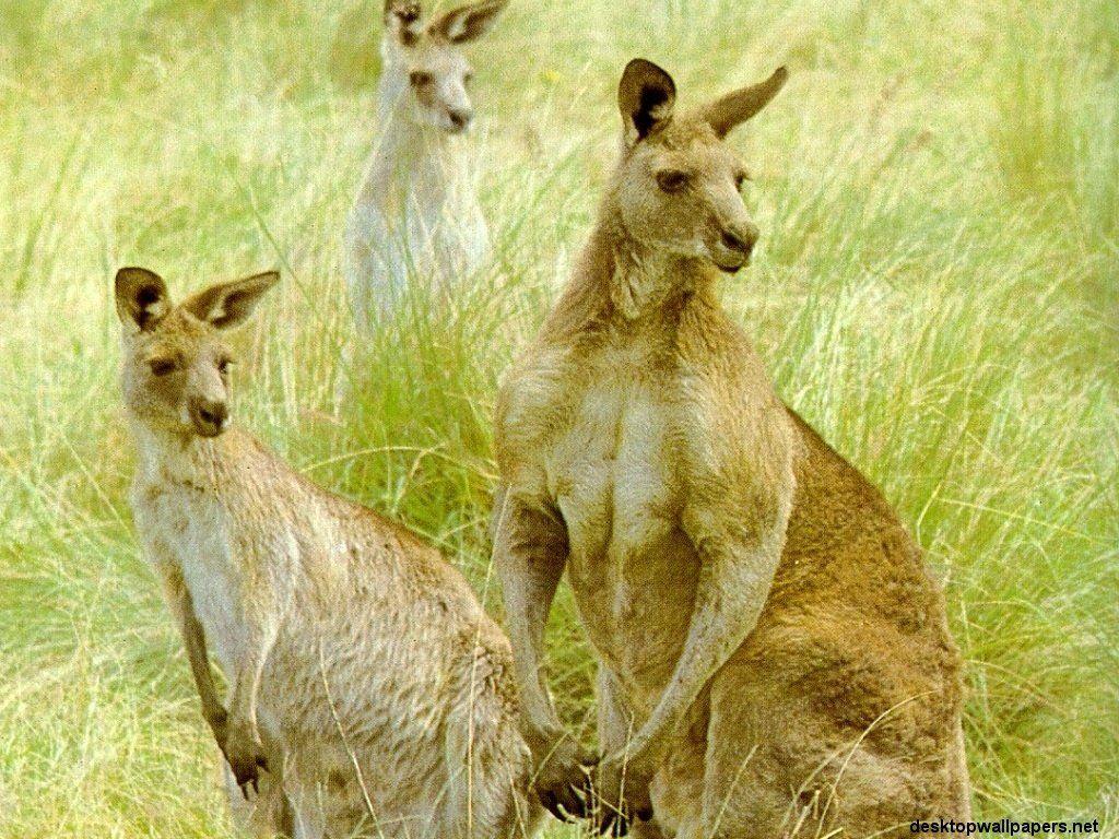 Baby Kangaroo Wallpaper