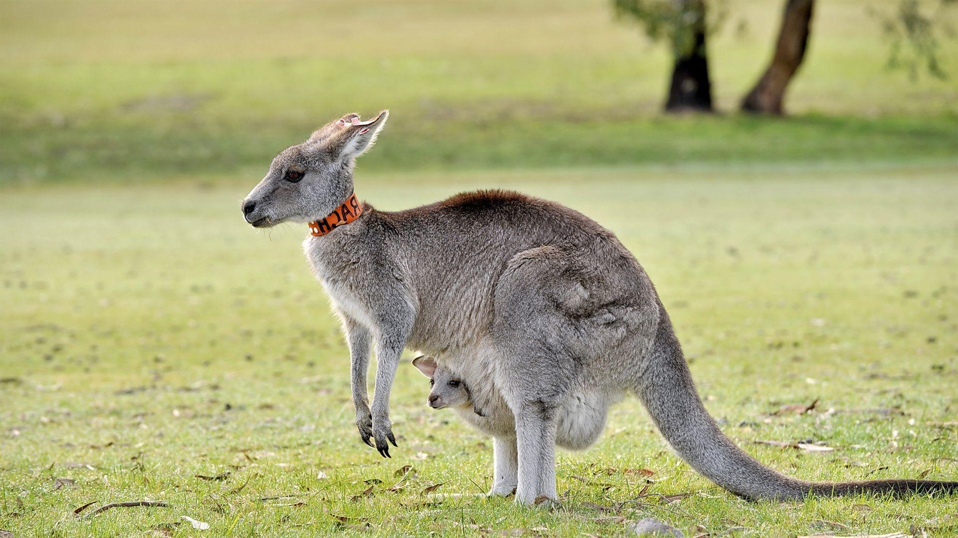 Kangaroo Wallpaper High Quality Download Free. HD Wallpaper