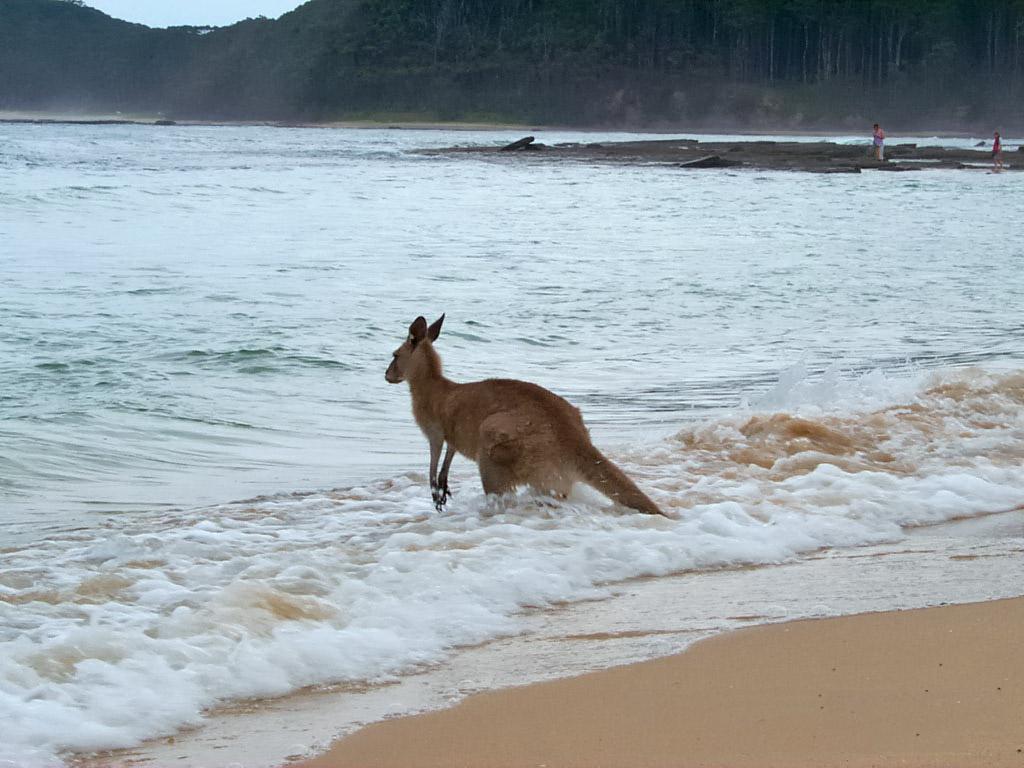 Kangaroo Wallpaper Cute and Docile
