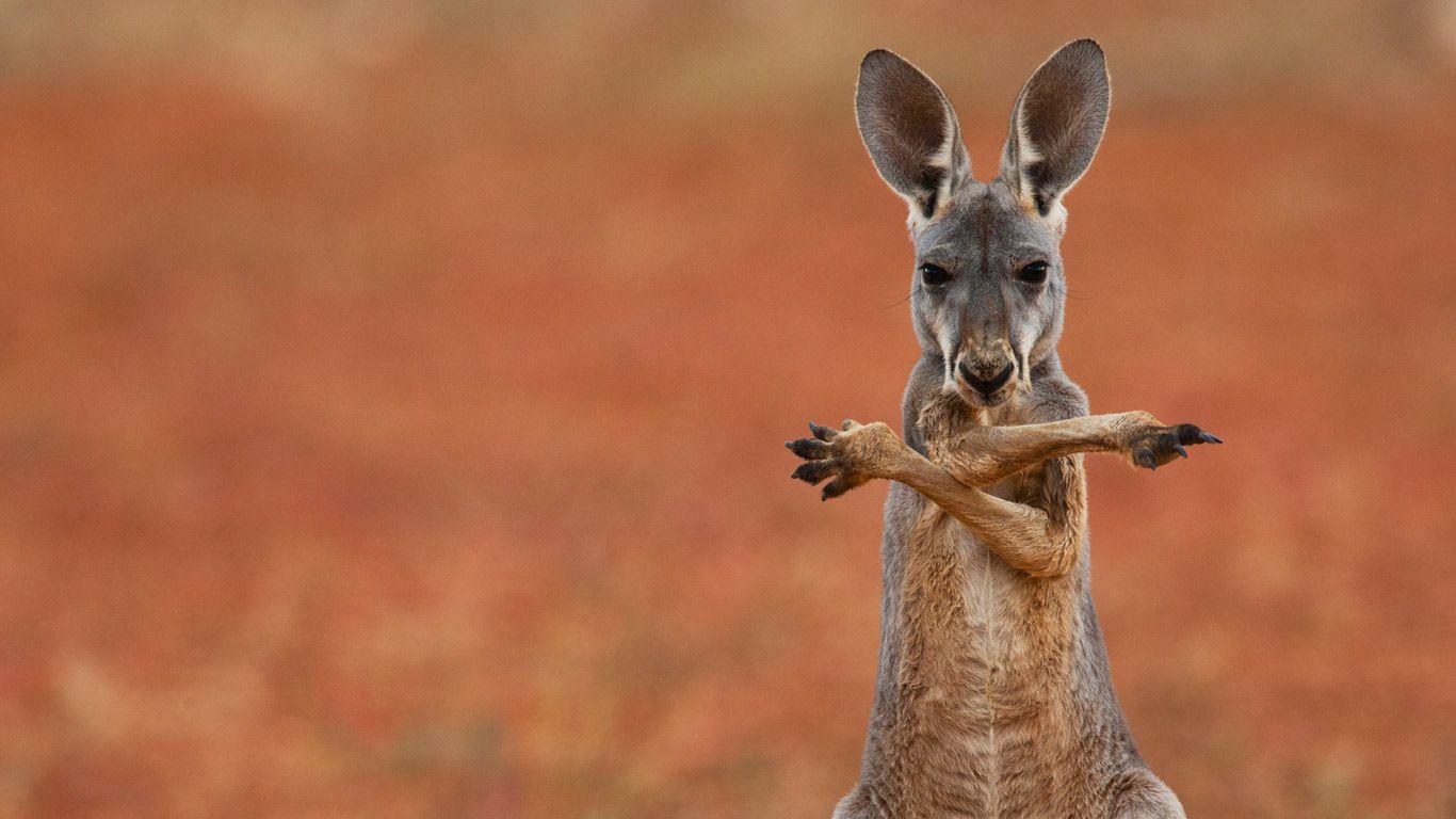 HD Kangaroo Wallpaper