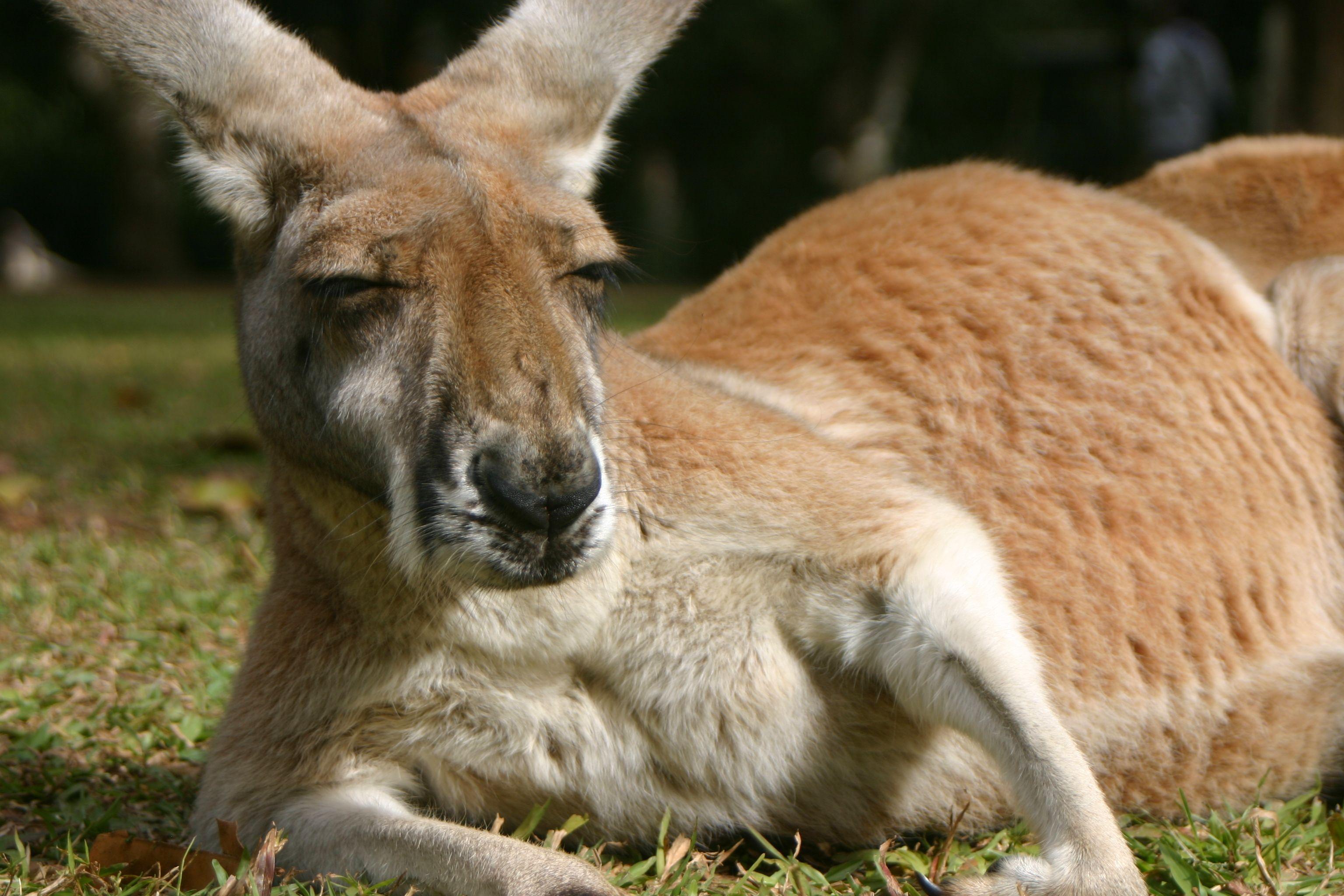 Kangaroo HD Wallpaper
