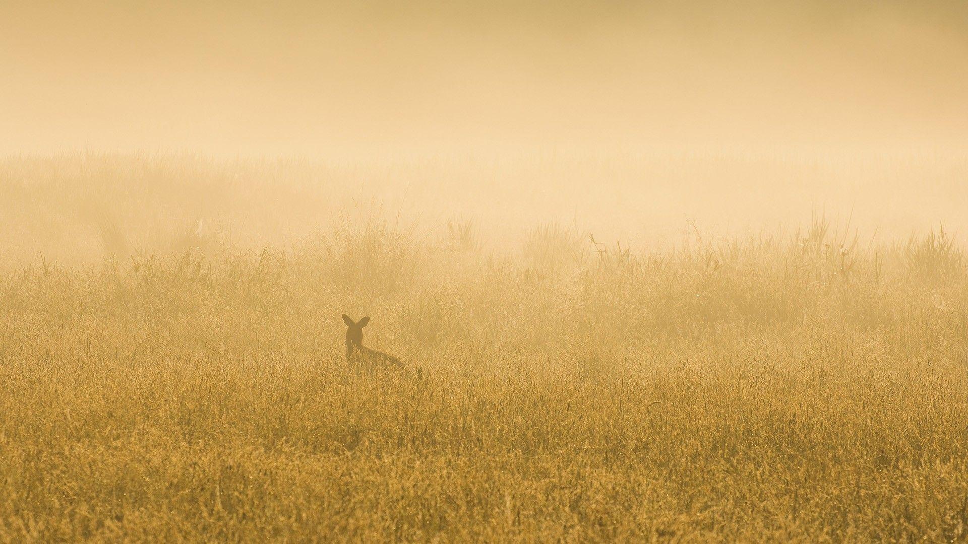 HD Kangaroo Wallpaper