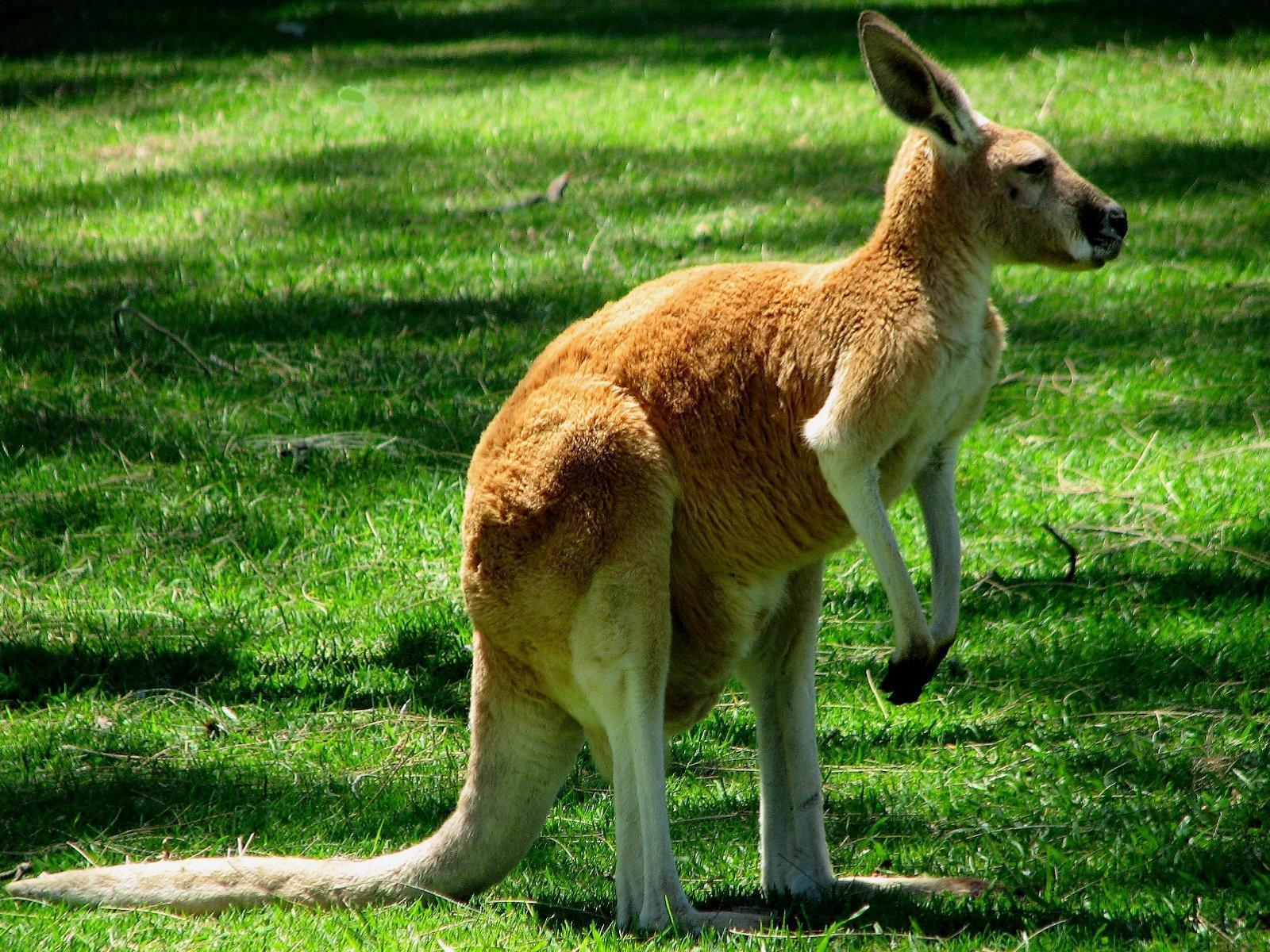 Kangaroo Picture. HD Wallpaper Pulse