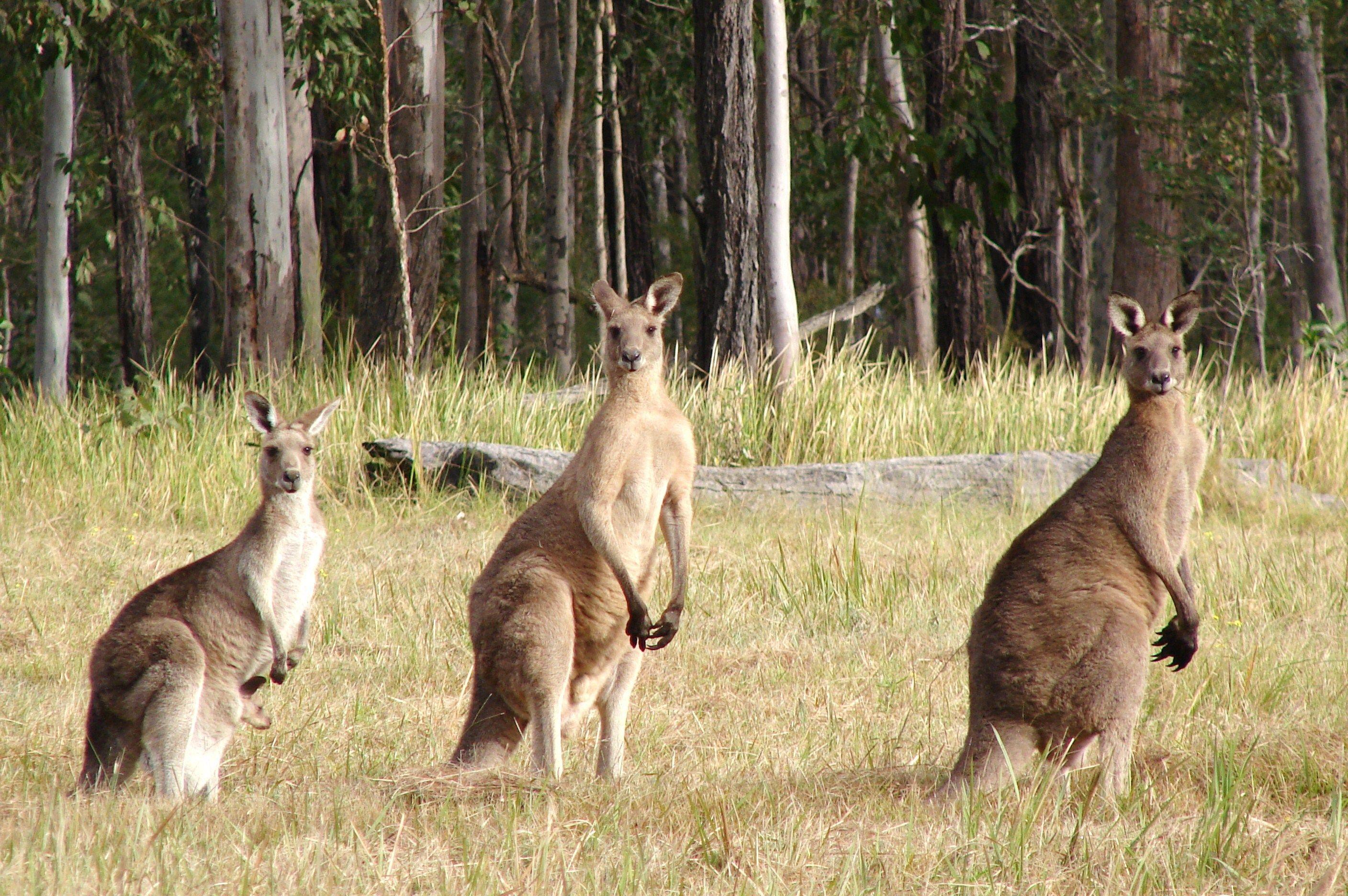 Kangaroo Wallpaper
