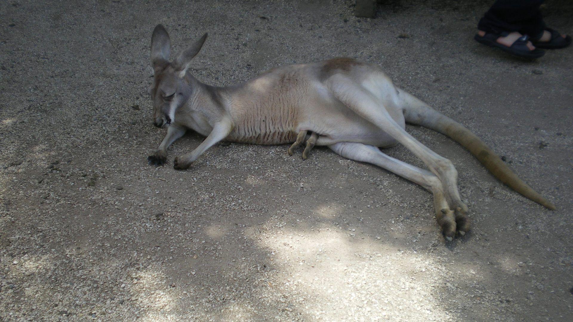 Kangaroos Wallpaper: Animal Aussie Australia Joey Baby Kangaroo