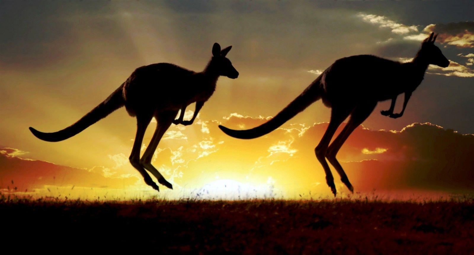 Kangaroo HD wallpaper
