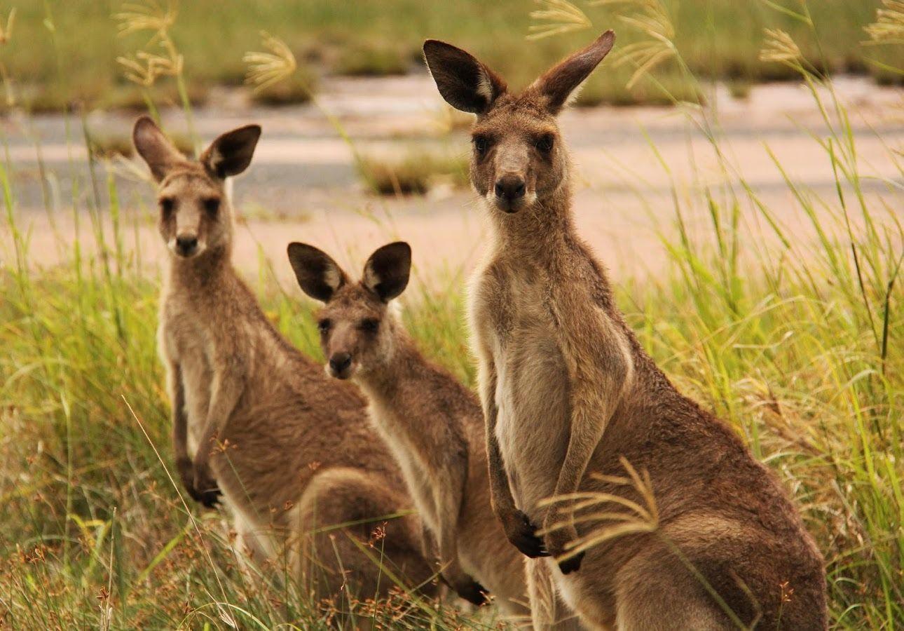 Kangaroo Wallpaper Apps on Google Play