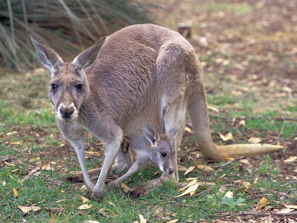 Kangaroo Wallpaper Cute and Docile