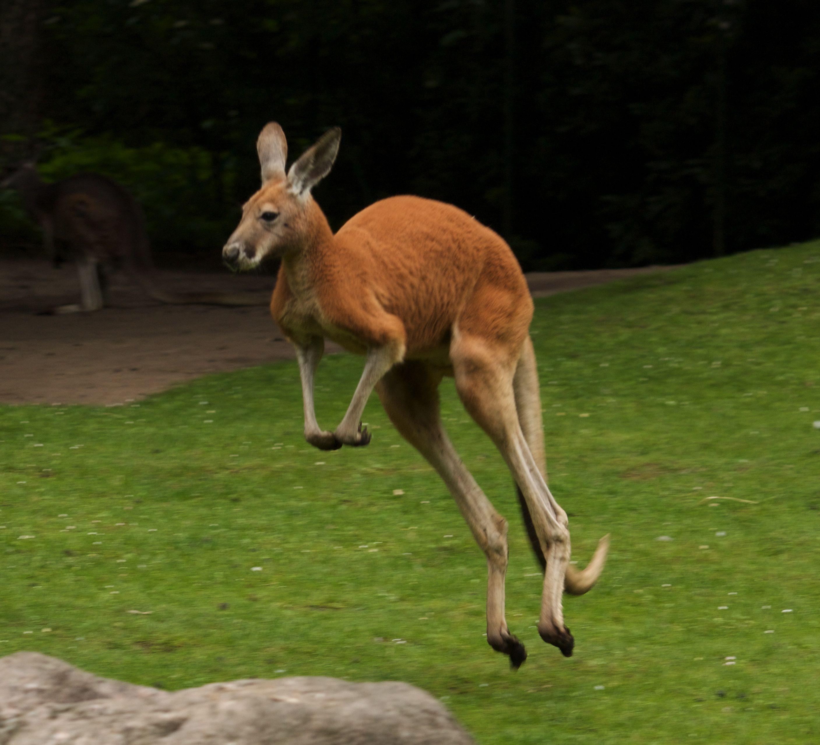 Kangaroo Picture, High Quality Kangaroo Background