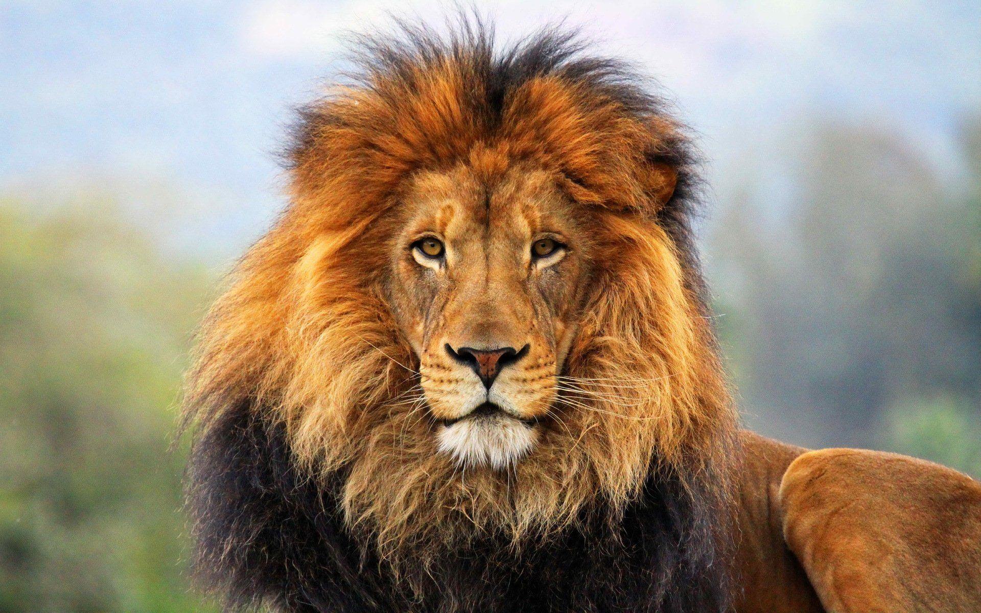 hd wallpapers of lion