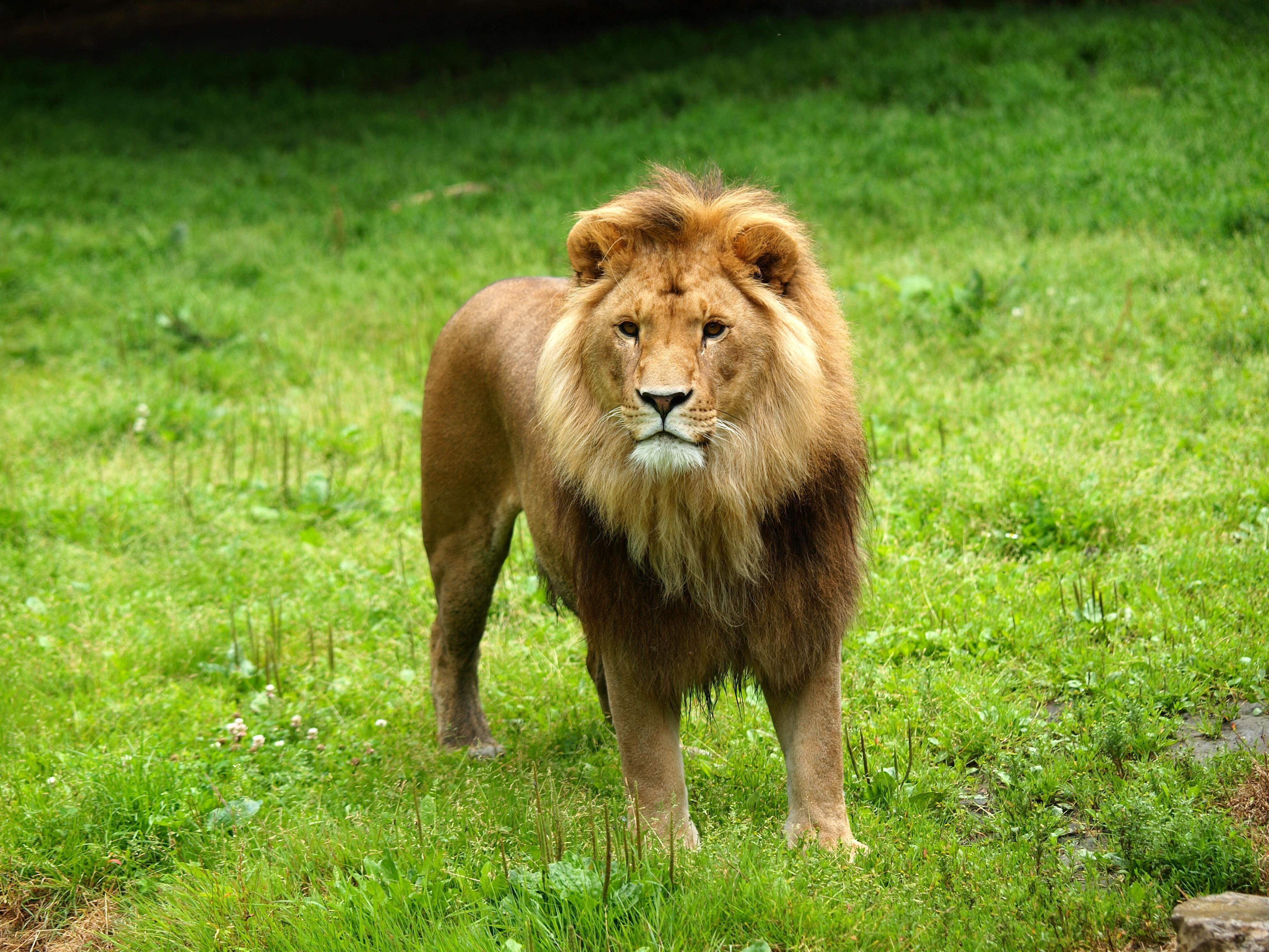 Lion HD Wallpapers Wallpaper Cave Lion HD Wallpapers Wallpaper Cave
