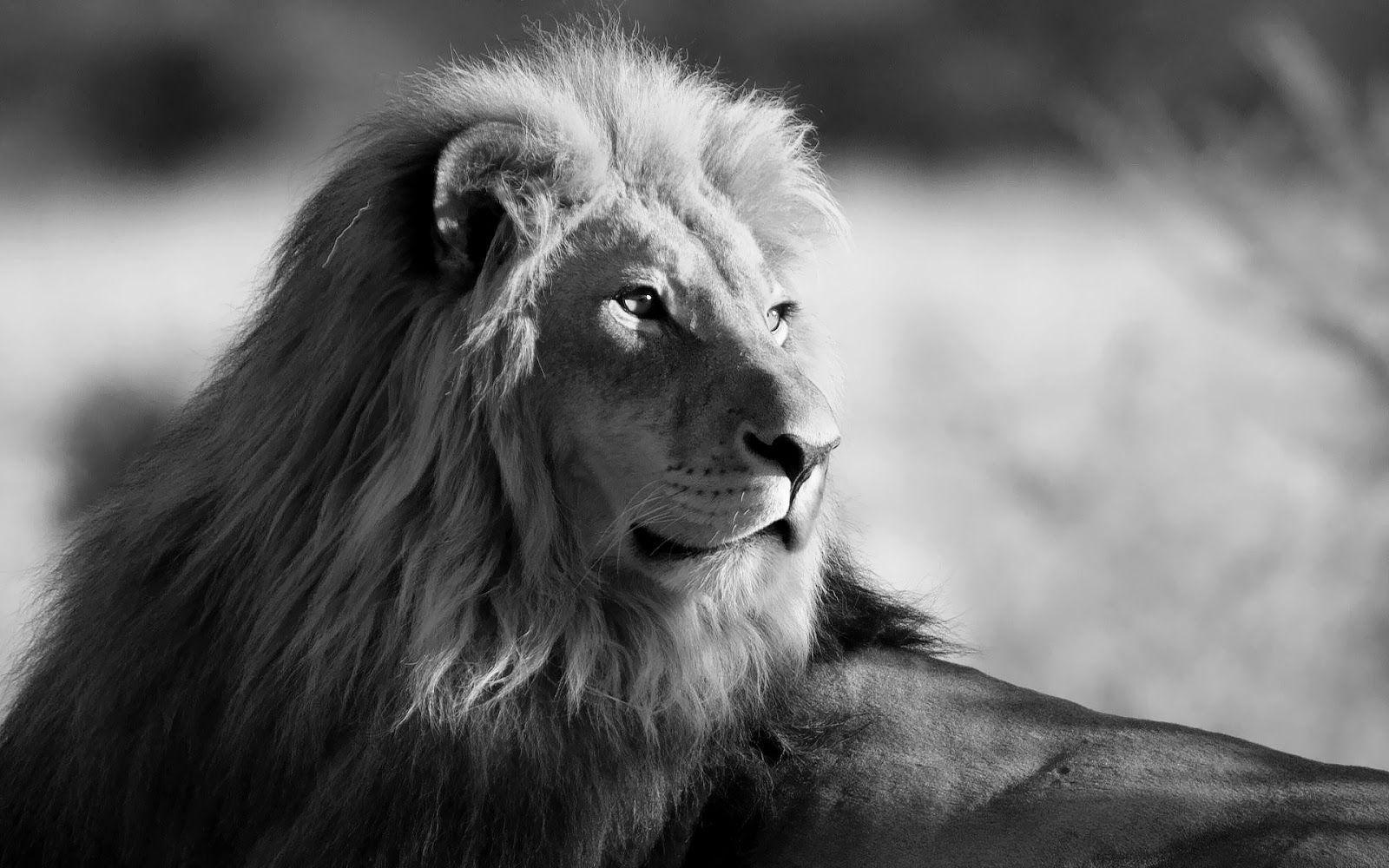 Black and white wallpaper with lion. HD Animals Wallpaper