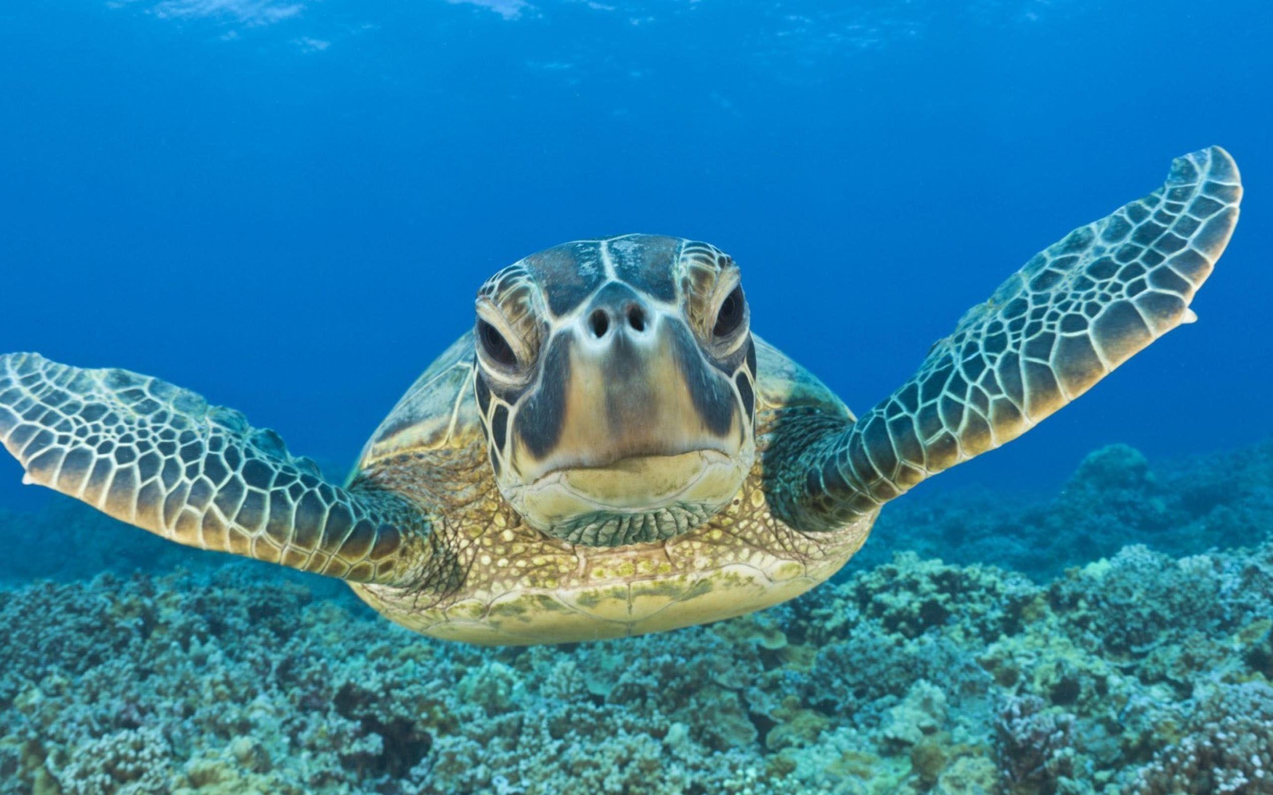 More Beautiful Sea Turtles Wallpaper