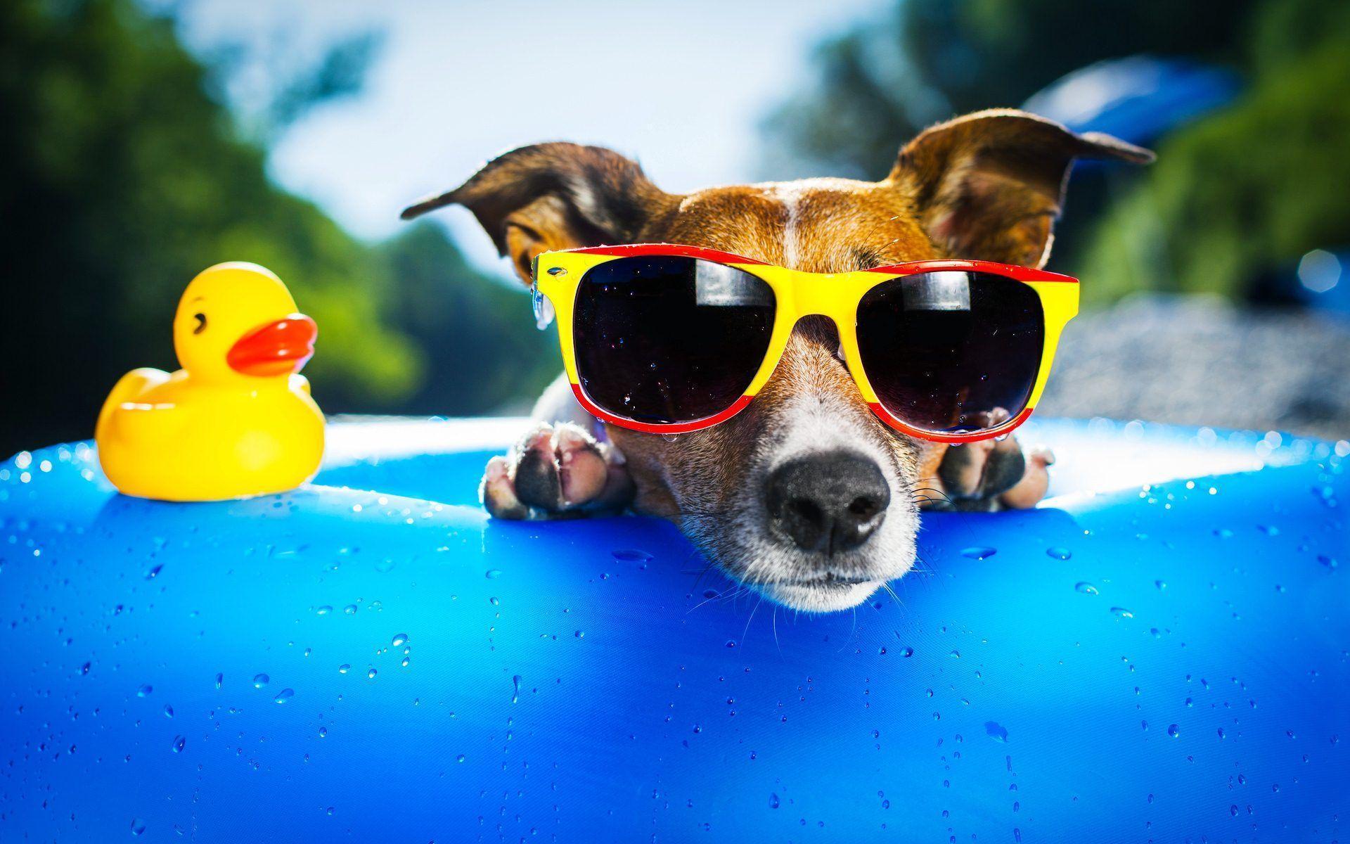 Cool Dog With Sunglasses. Dogs, cats and other critters