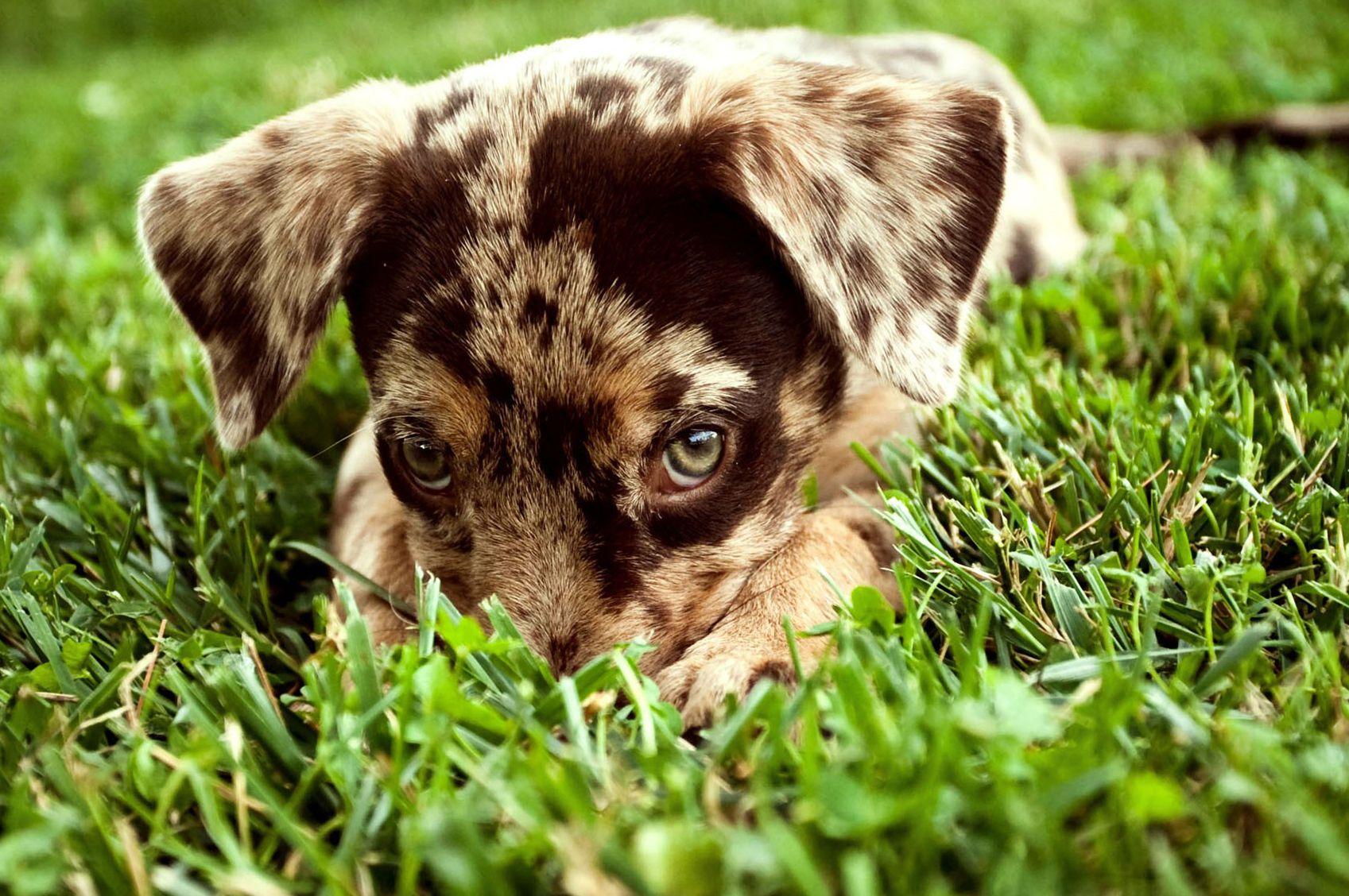 Dog Wallpaper, Cool Dogs, Claws, Desktop Image, Animals