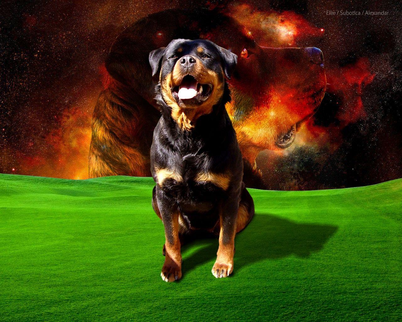 V.281: Rottweiler Dogs Wallpaper, HD Image of Rottweiler Dogs