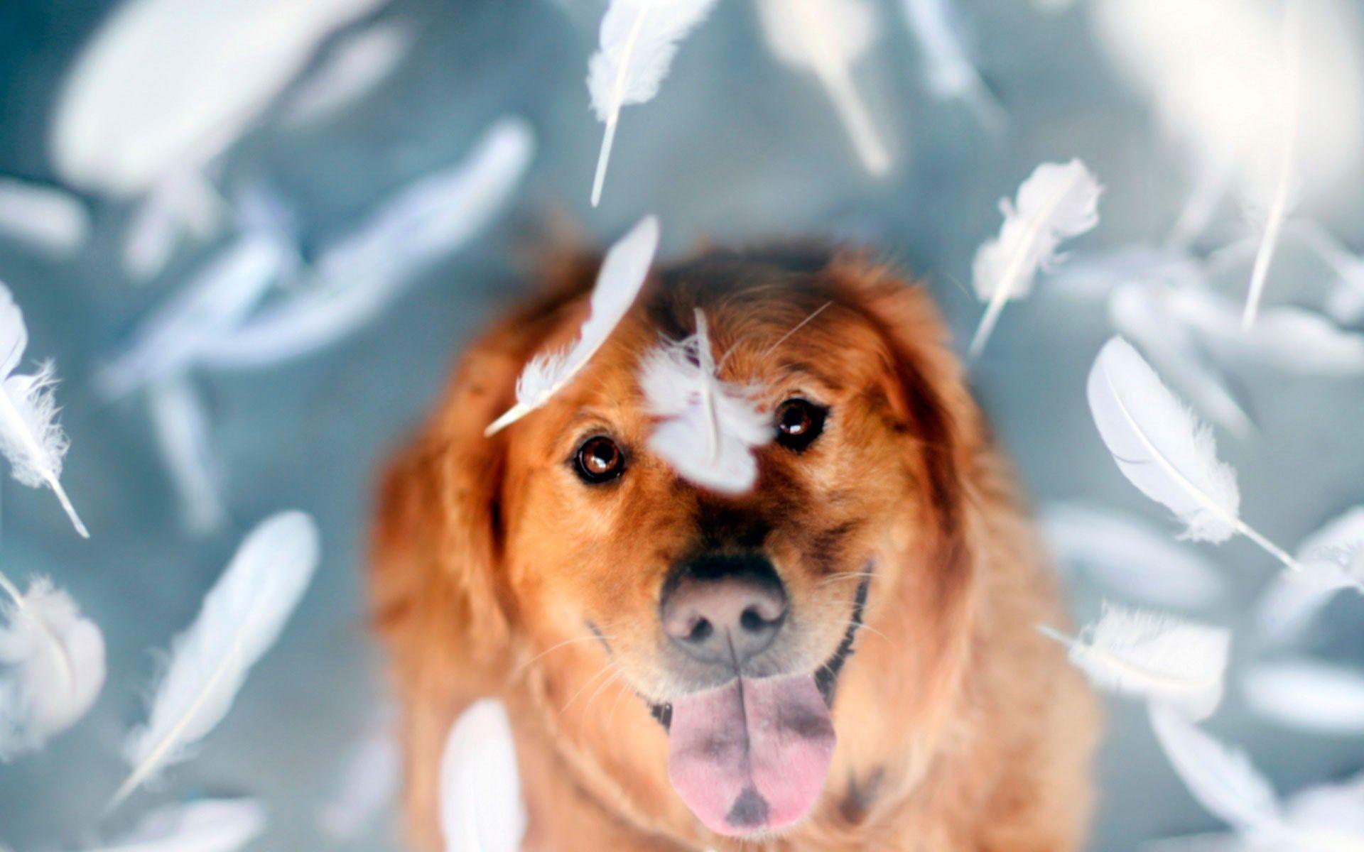Cool Happy Dog Wallpaper