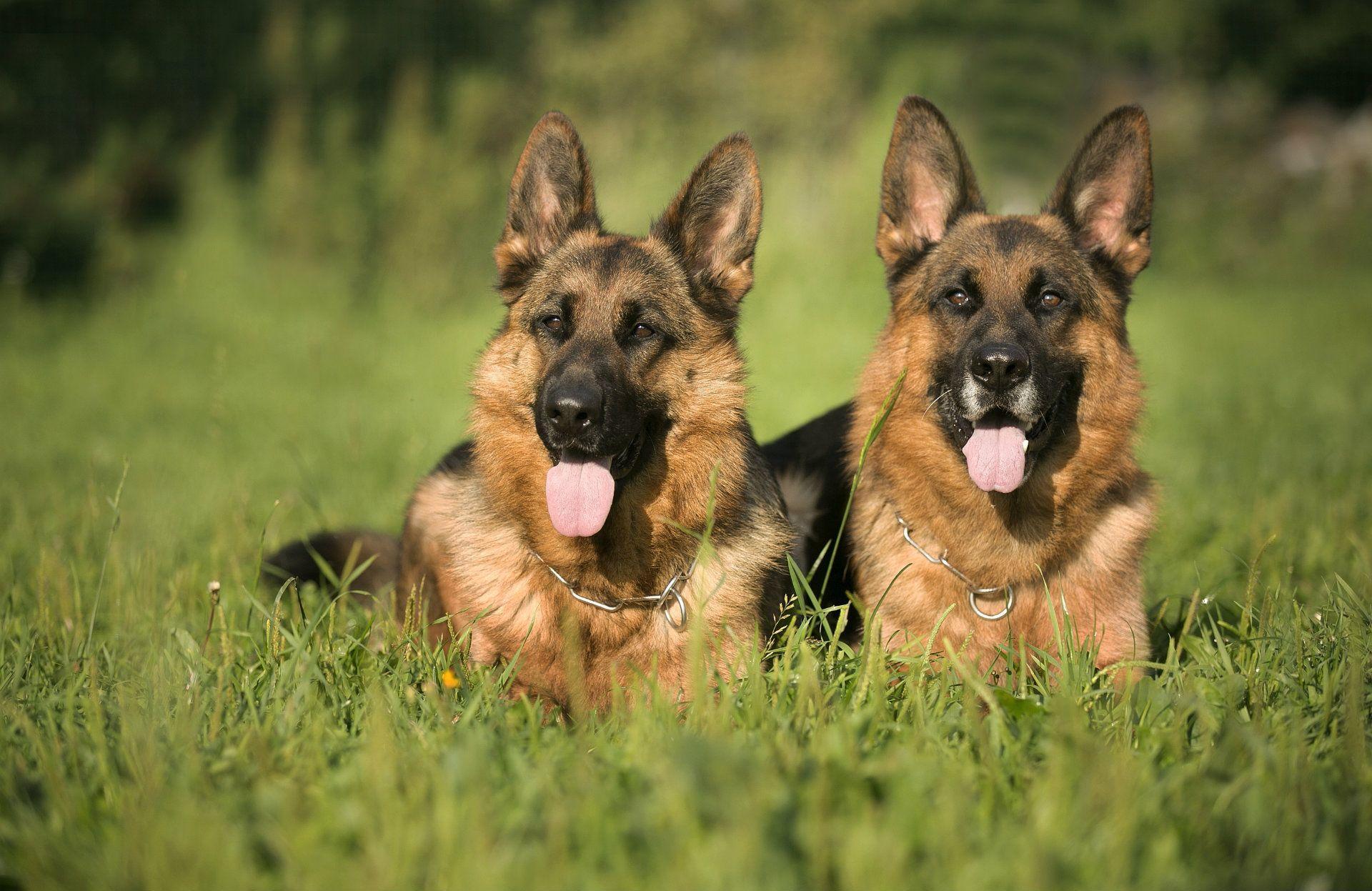 German Shepherd HD Wallpapers - Wallpaper Cave