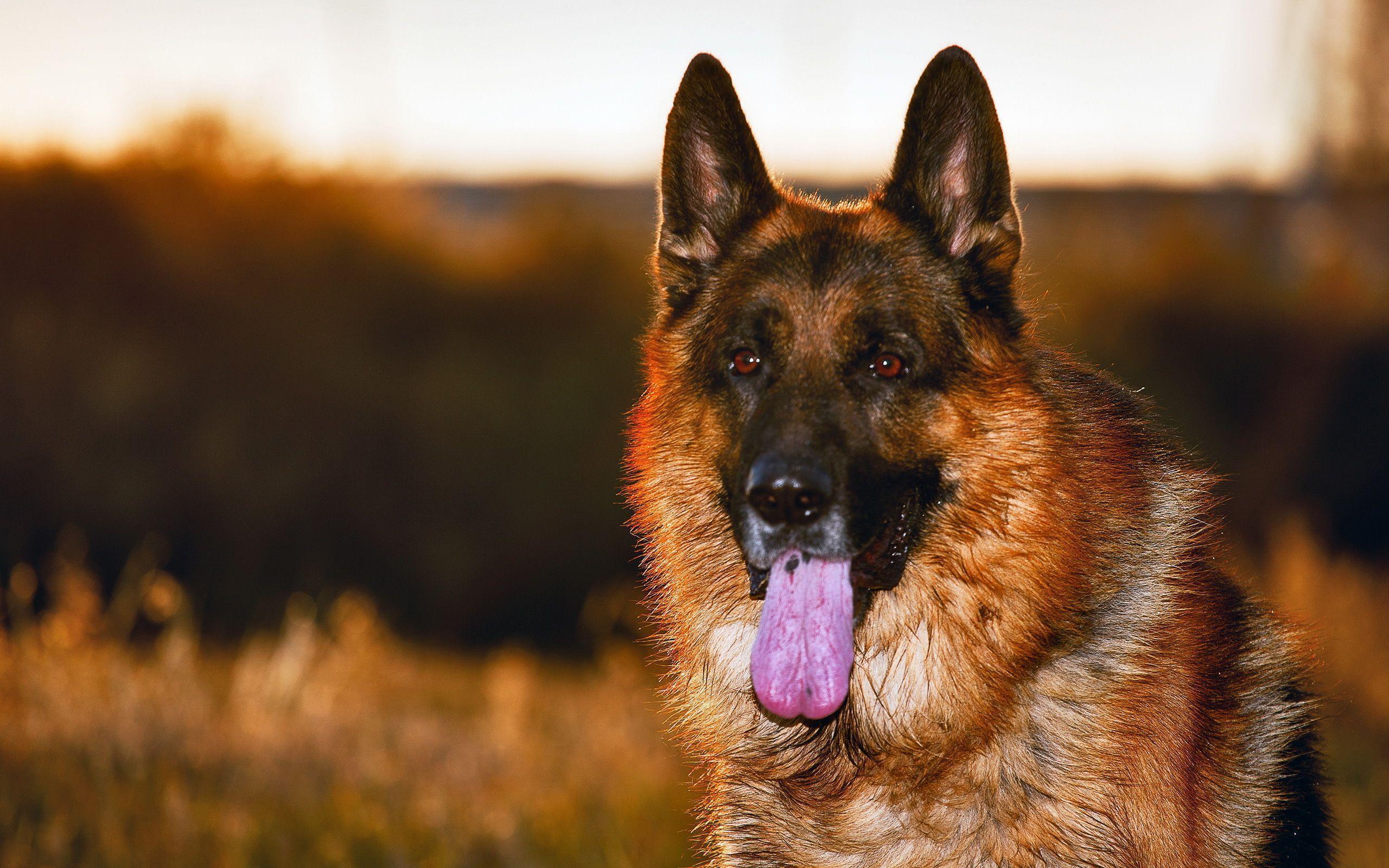 Dog German Shepherd Wallpaper German Shepherd Live Image
