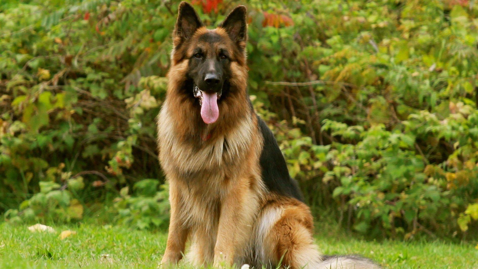 Shepherd Tag wallpaper: Nature Depth Animals Dogs Field German