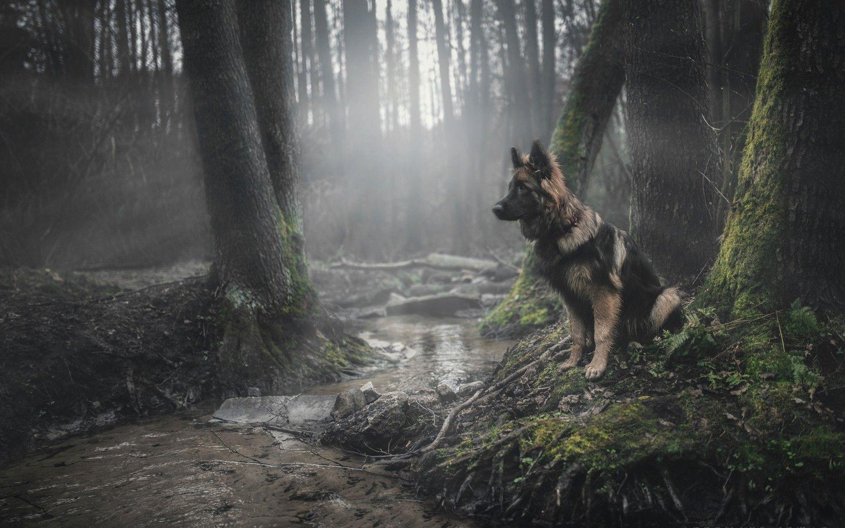 animals, Dog, Forest, German Shepherd Wallpaper HD / Desktop