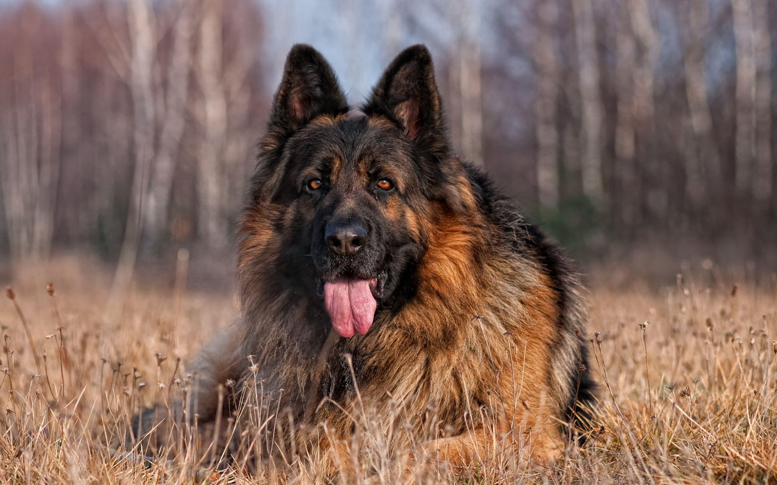 German Shepherd Awesome HD Wallpaper & Background HD