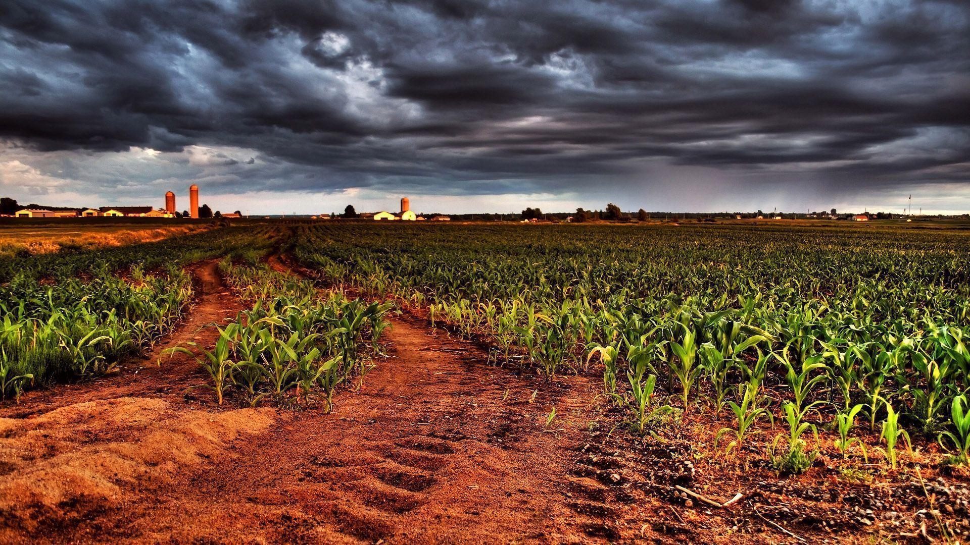 Corn Field. Free Desktop Wallpaper for Widescreen, HD and Mobile