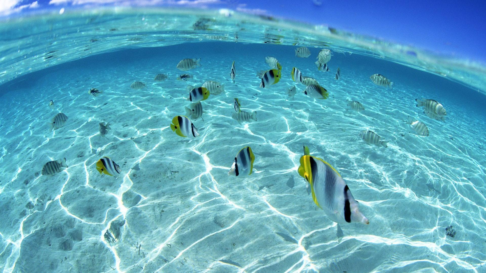 HD Underwater Wallpapers  Top Free HD Underwater Backgrounds   WallpaperAccess