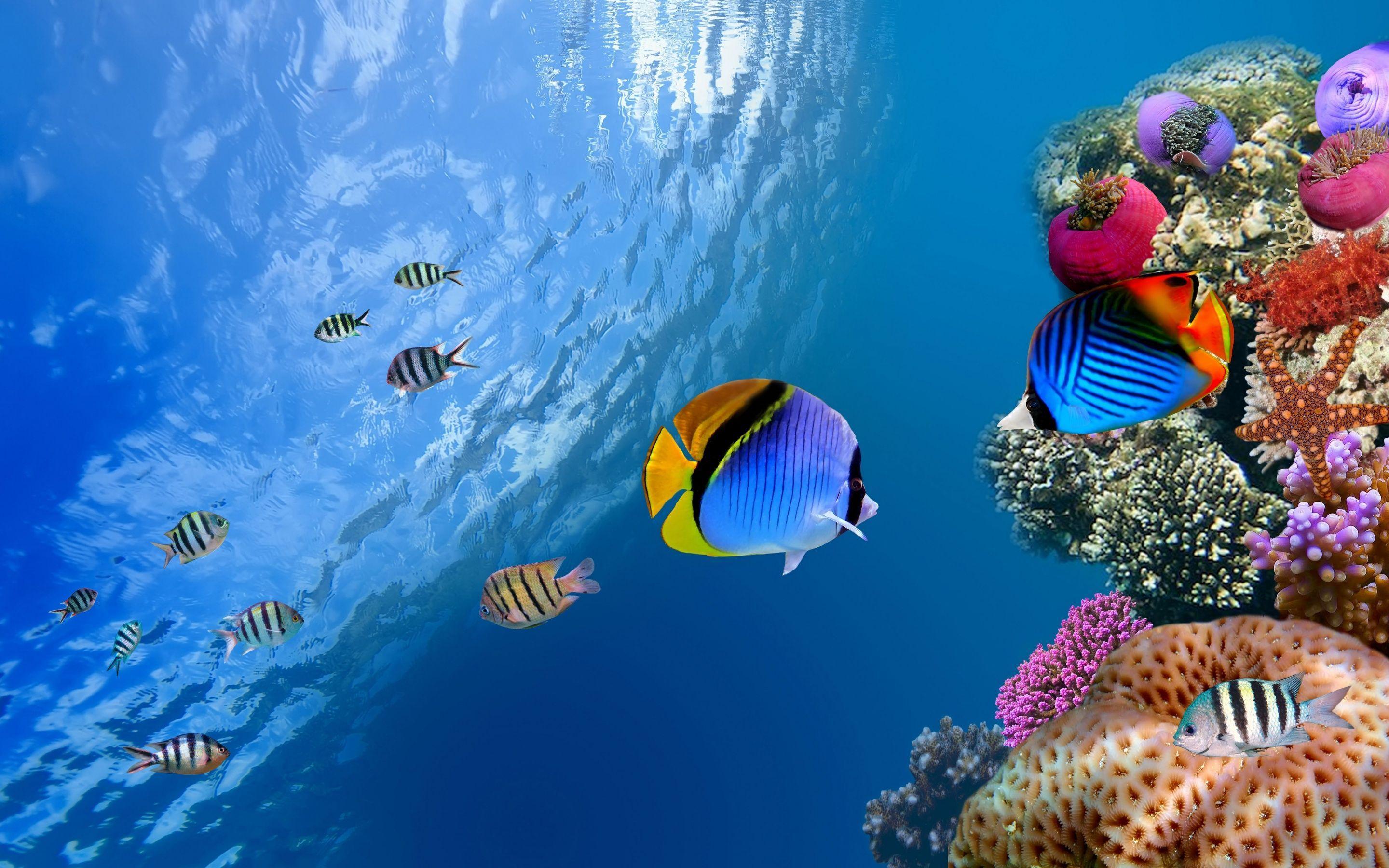 Ocean Underwater Wallpaper HD