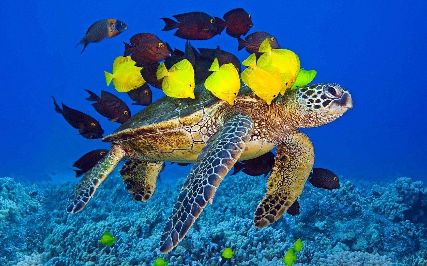 Turtle Yellow Fish Underwater Ocean Hd Wallpaper