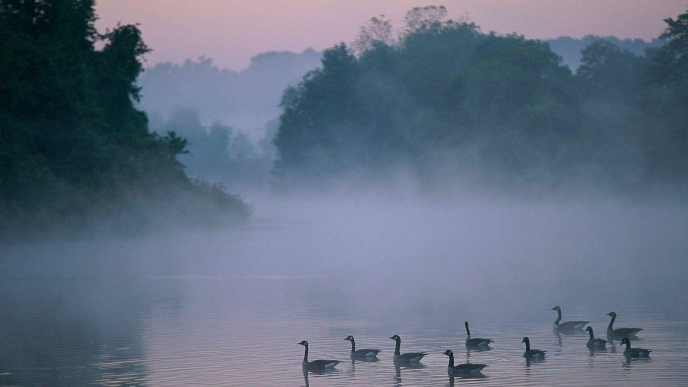 Lakes: Misty River Foggy Lake Geese Wallpaper Lakes And Mountains