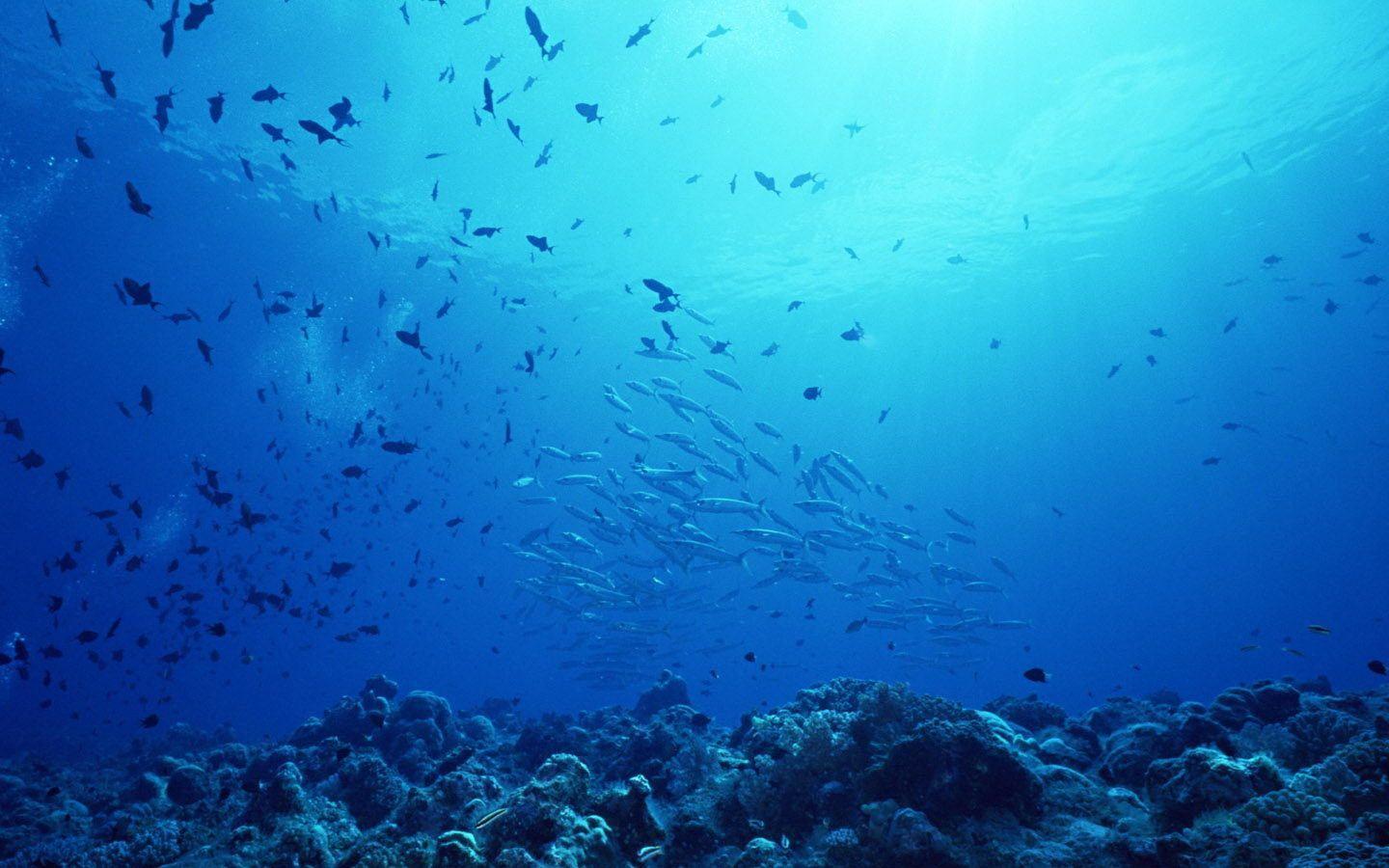 undersea photo. Under the Sea. Photo, Resolutions