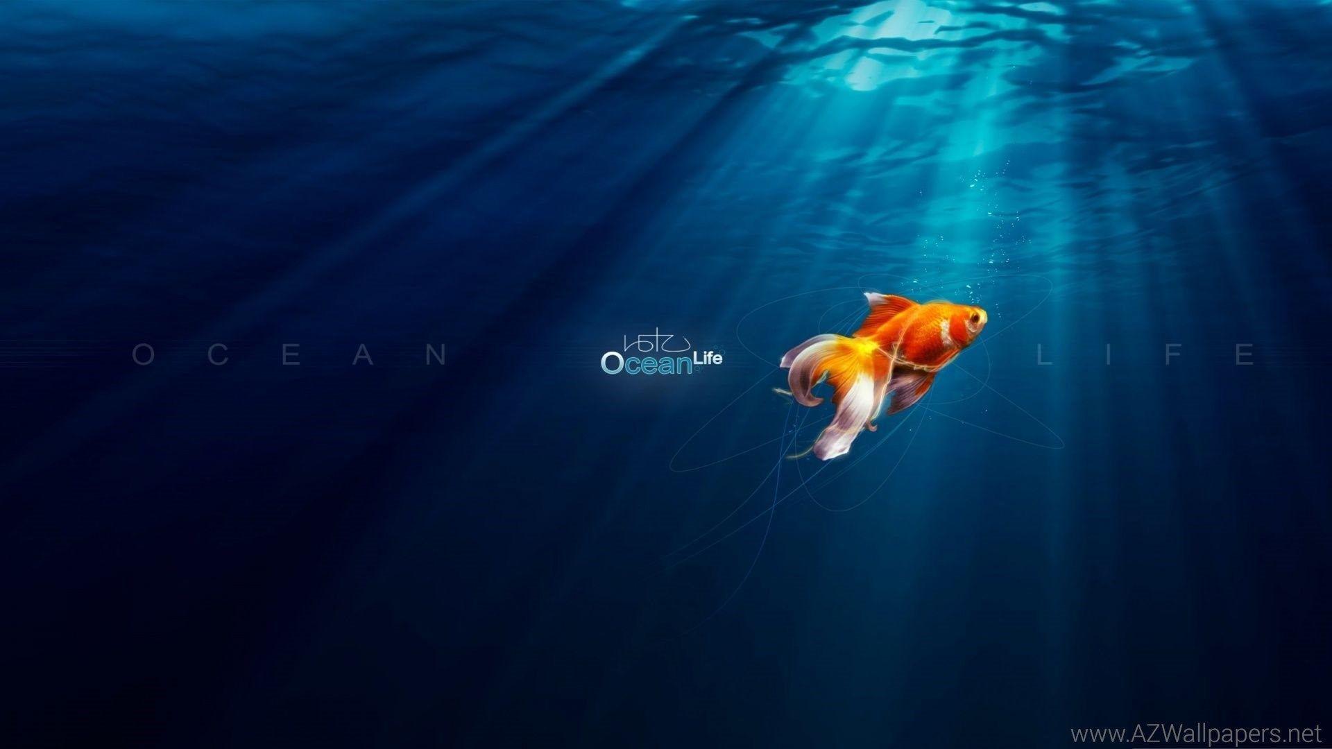 Fish Undersea Wallpaper Picture 123999 Desktop Background