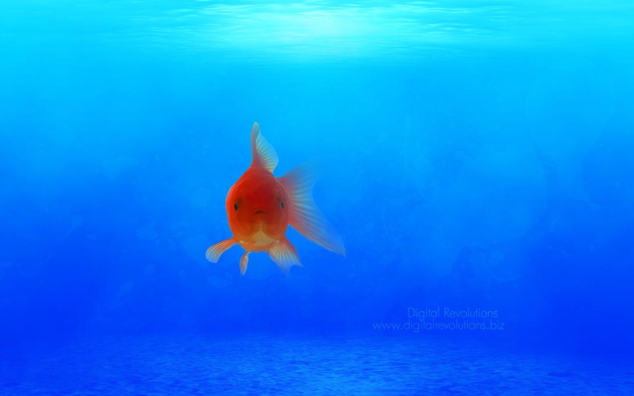 Undersea Aquatic Wallpaper