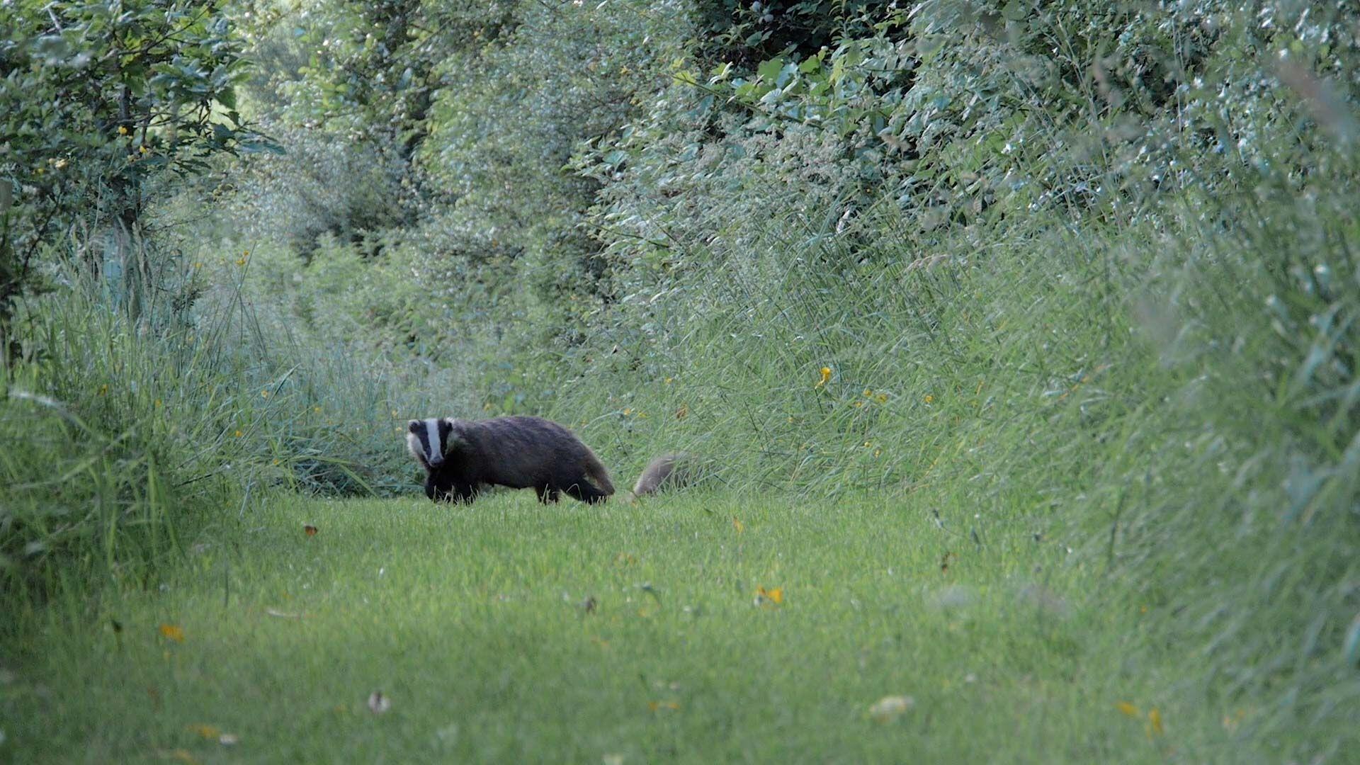 Badger HD Background