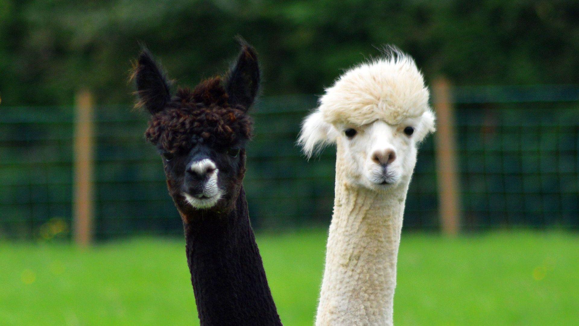 Alpaca HD Wallpaper and Background Image