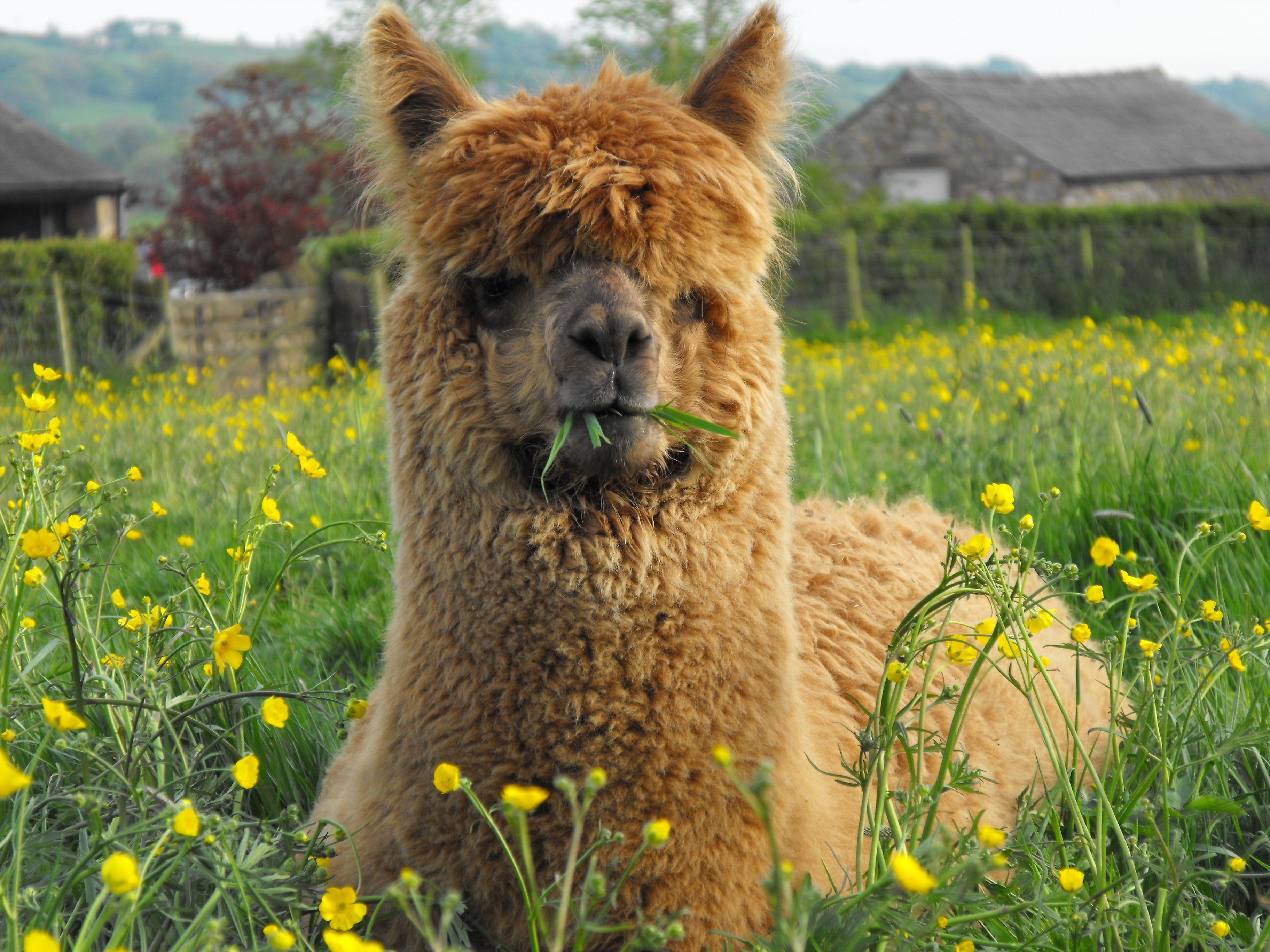 Alpaca