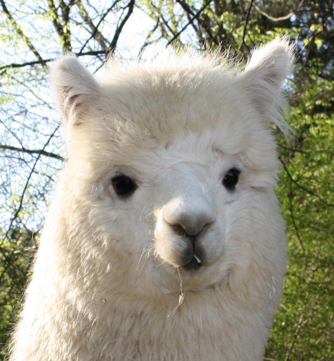 Alpaca Wallpapers - Wallpaper Cave