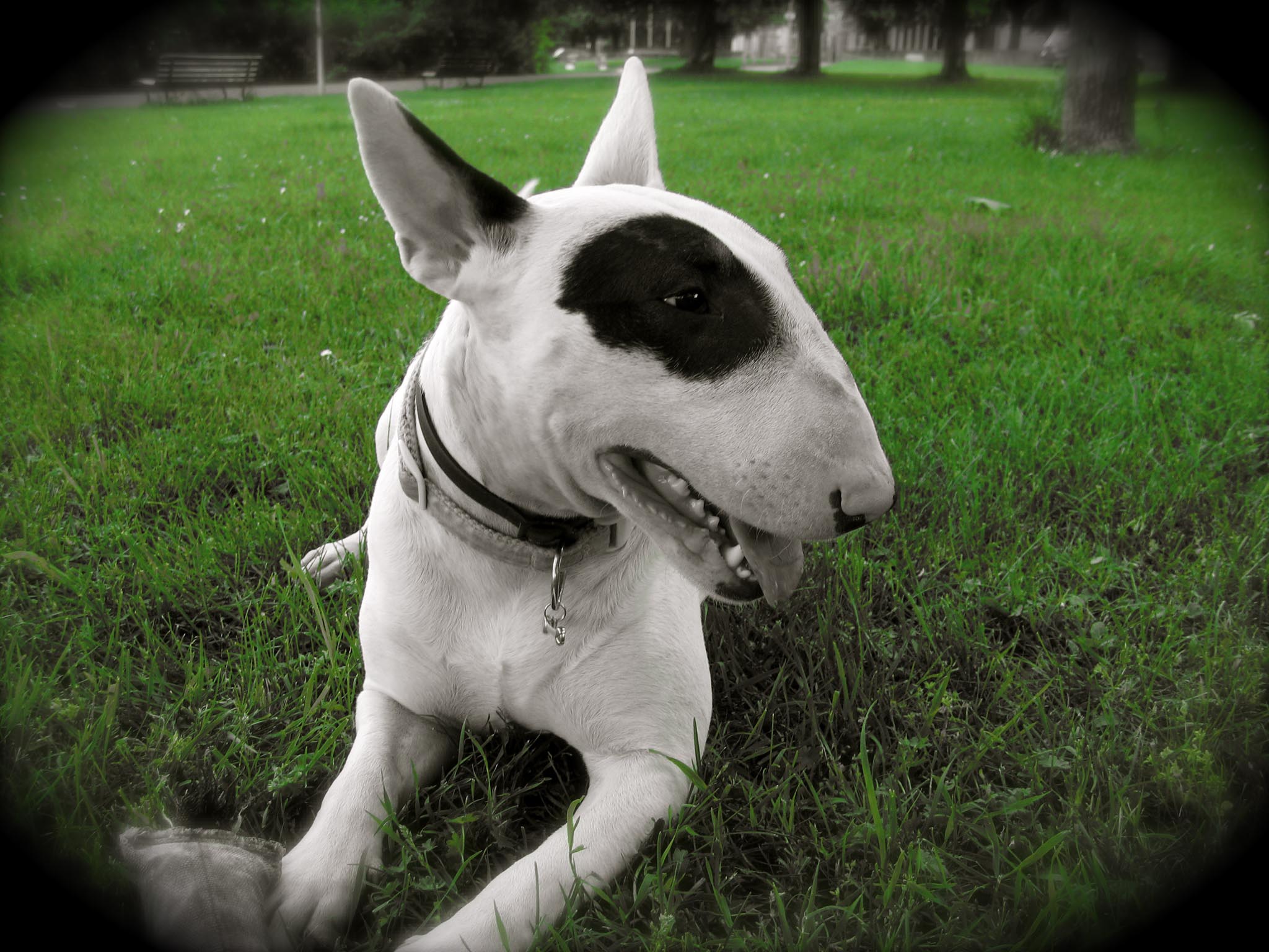 Cute Alpaca wallpaperx1200