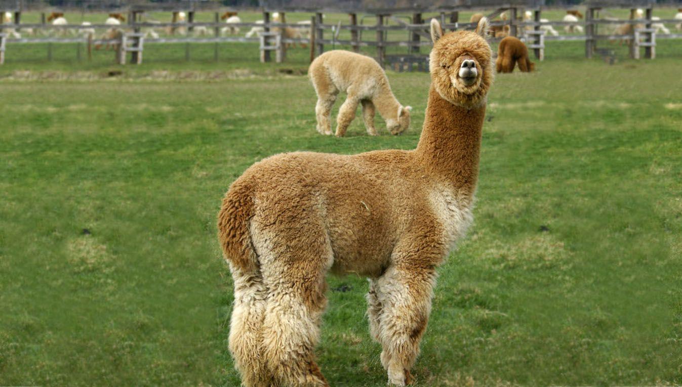 Animals Desktop Wallpaper, 966232 Alpaca Wallpaper