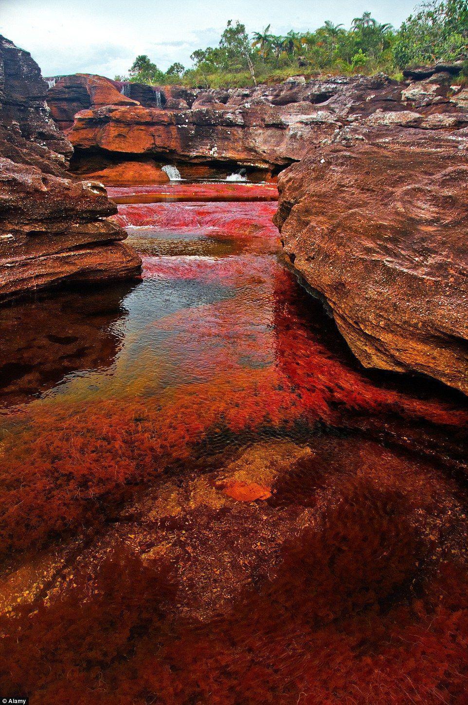 Multicoloured plants turn Colombian waterfall into a 'liquid