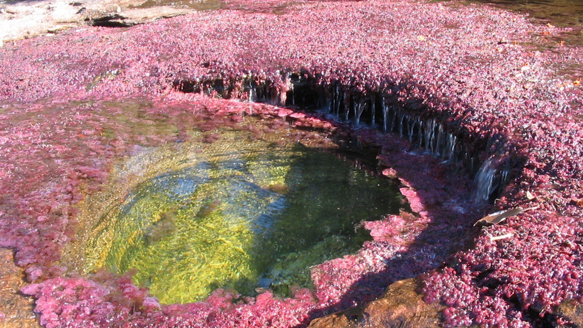 Самое настоящее чудо. Каньё кристаликс река. 10.Каньо Кристалес. Удивительные водоемы. Самые красивые водоросли в мире.